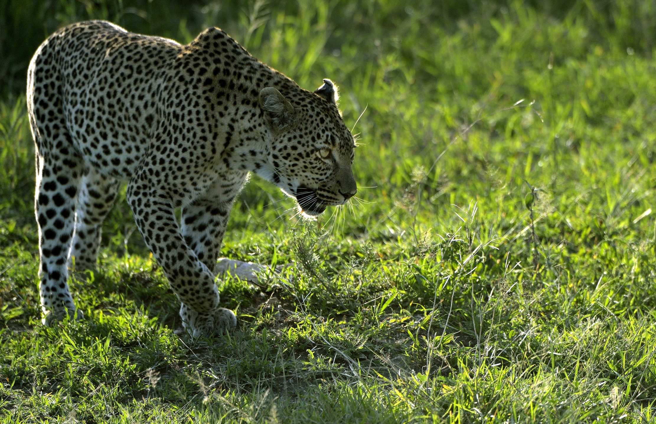 Serengeti - leopardo