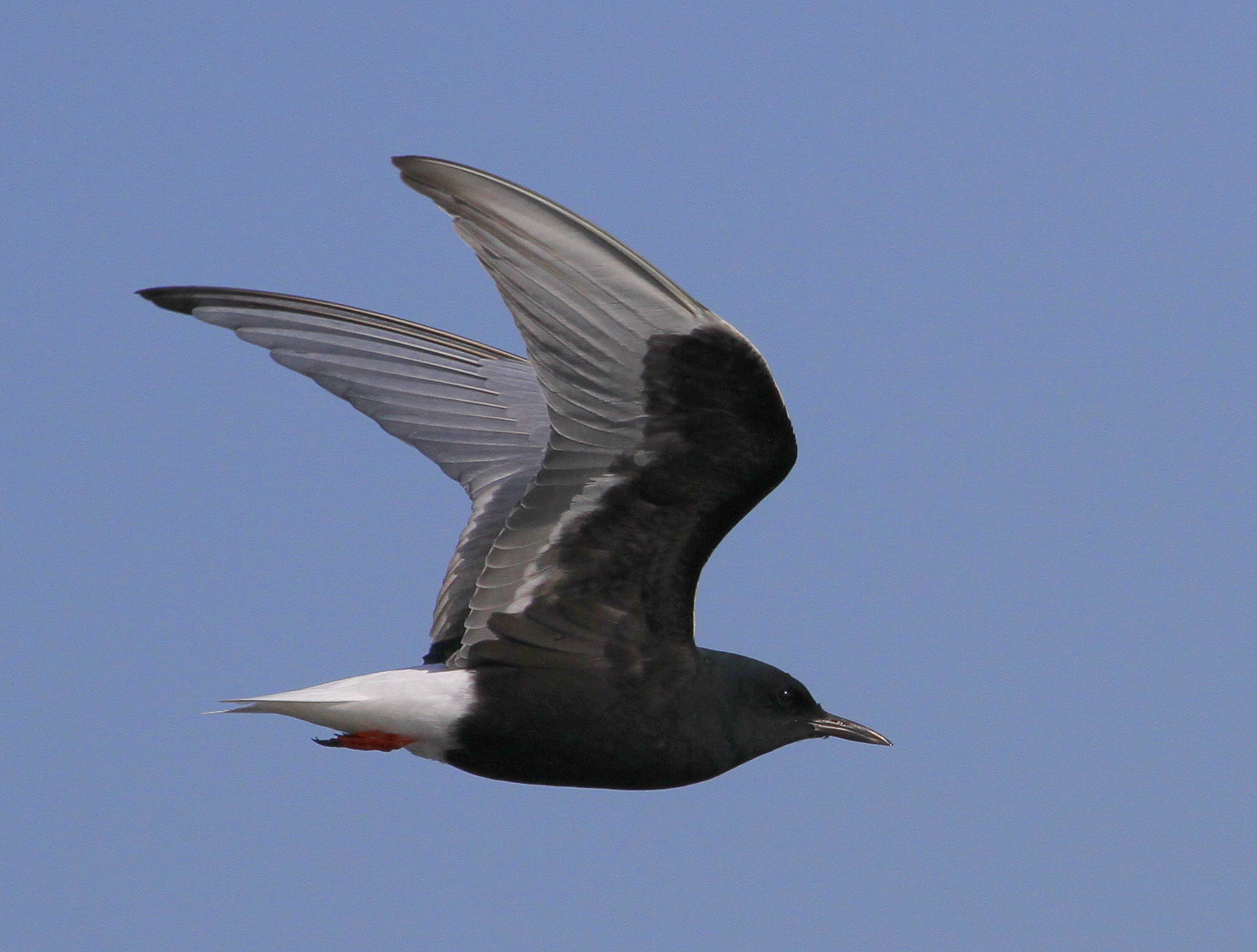 White-winged Black Tern