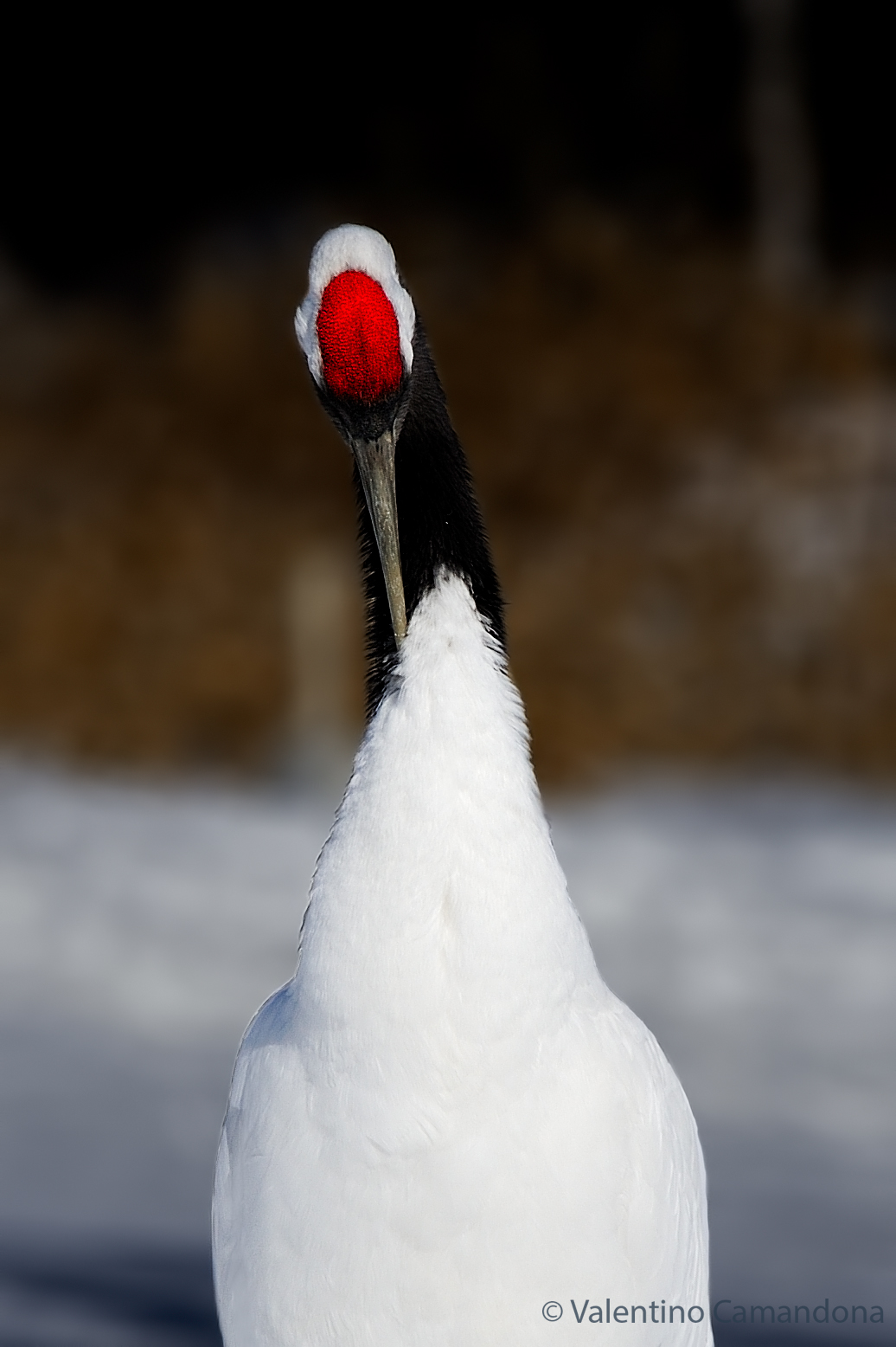 Ritratto alla tancho (Grus Japonensis)