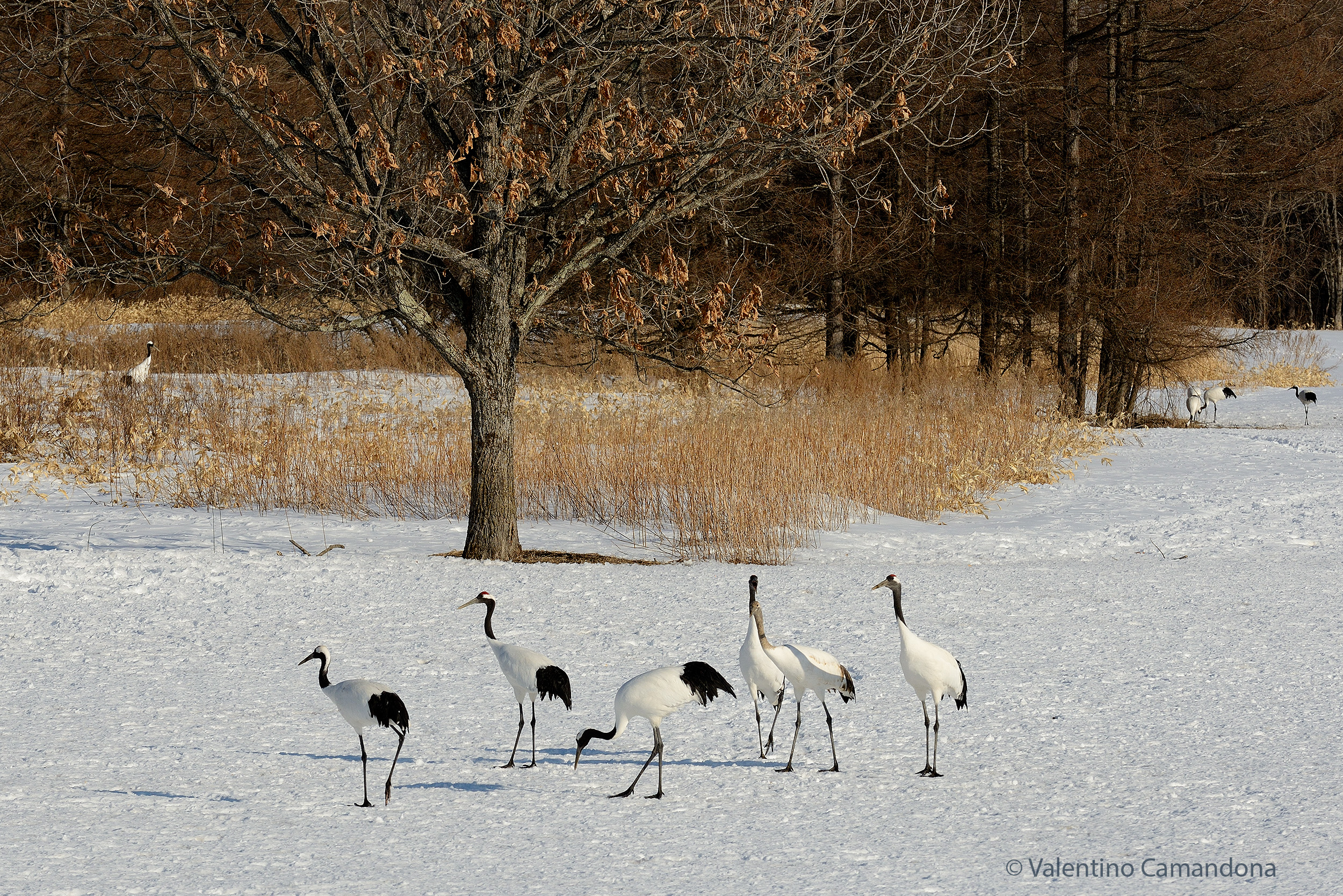 Primo incontro con i Tancho
