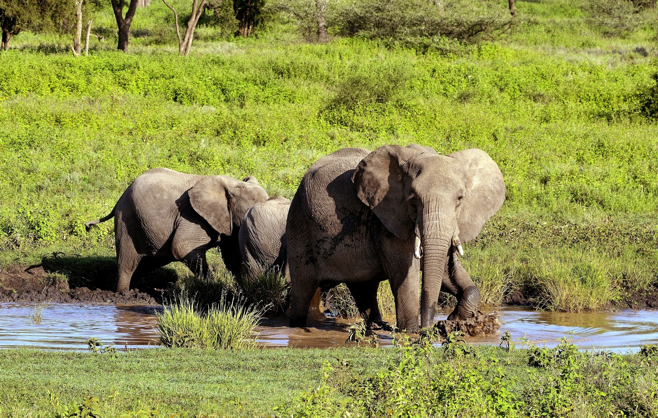 Ngorongoro Conservation Area - Elefanti