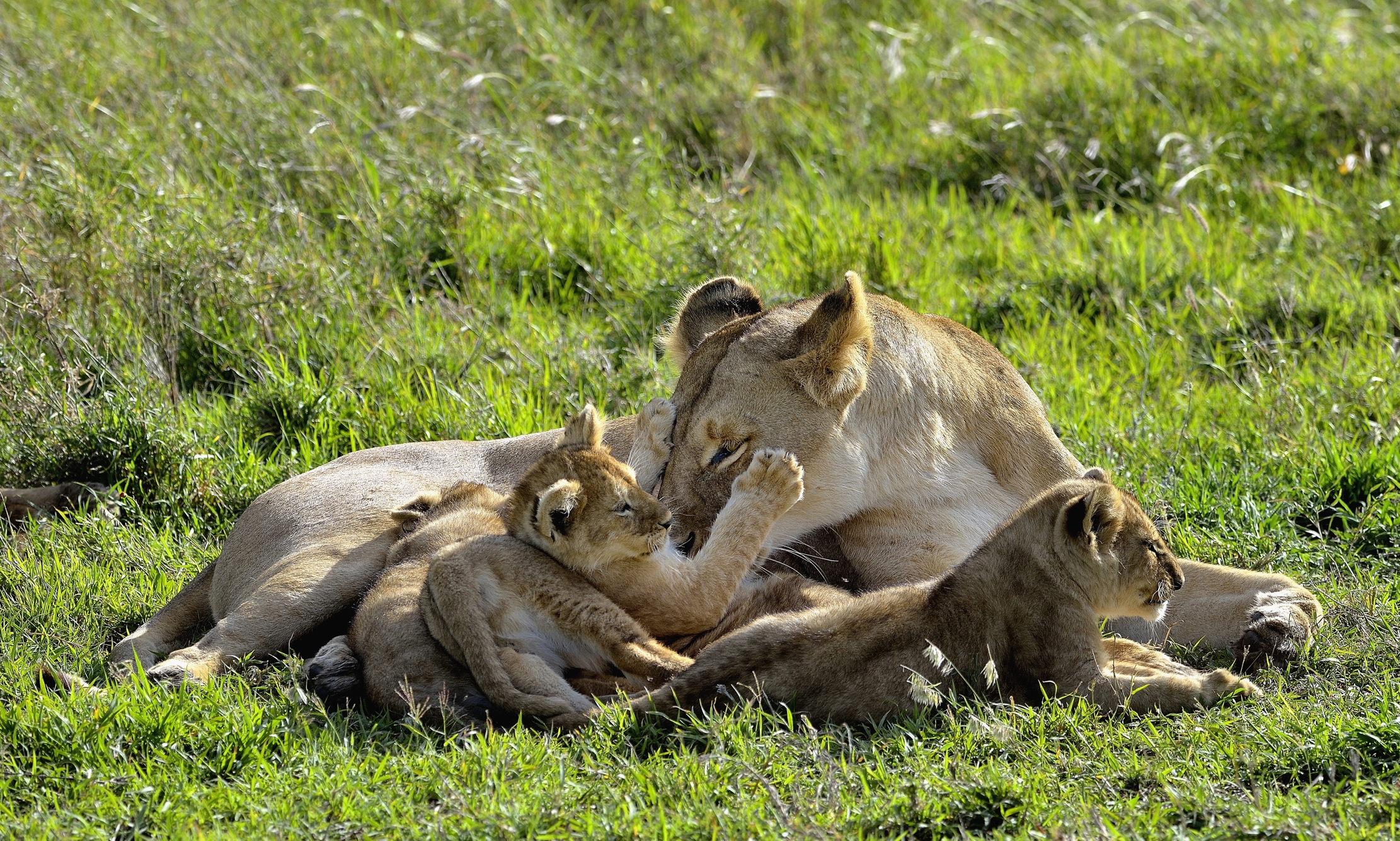 Serengeti - leonessa con cuccioli