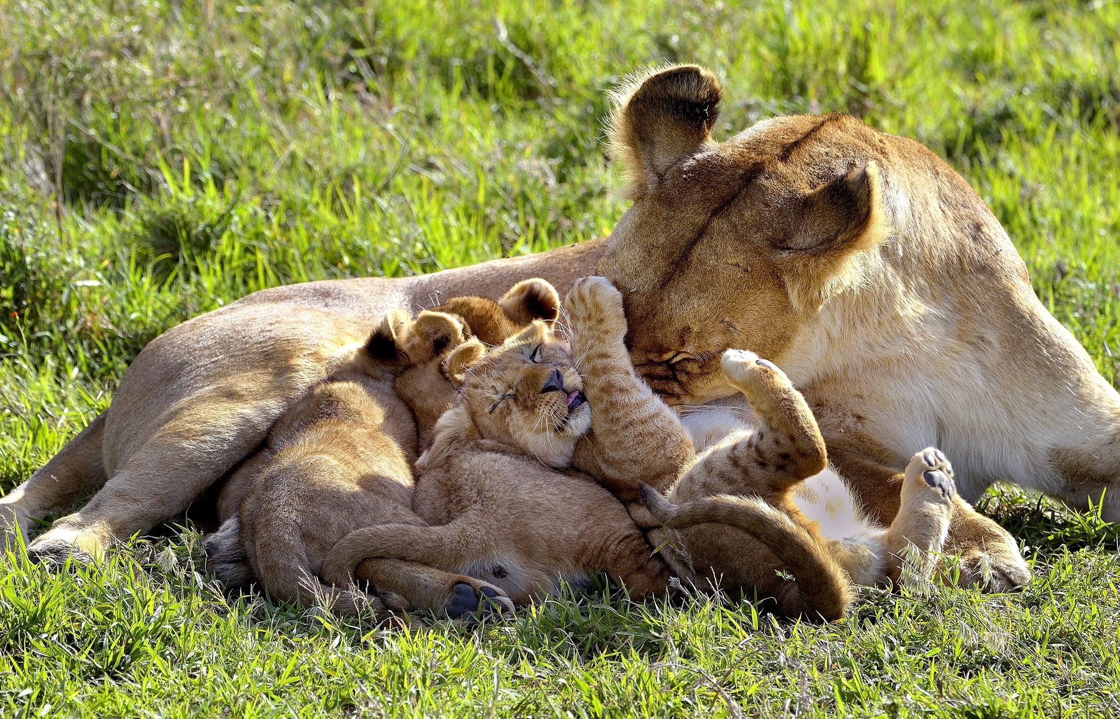 Serengeti - leonessa con cuccioli