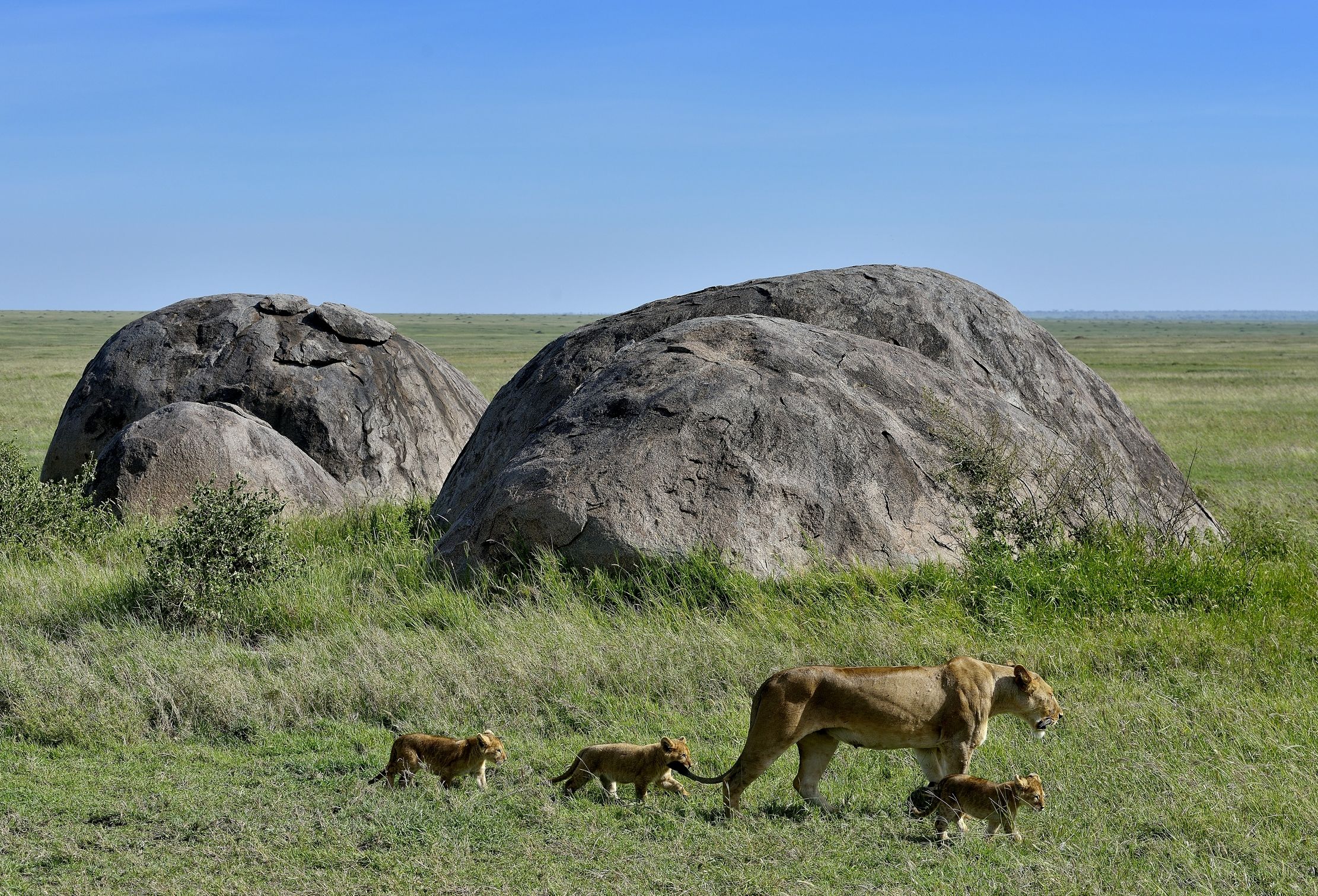 Serengeti - leonessa con cuccioli
