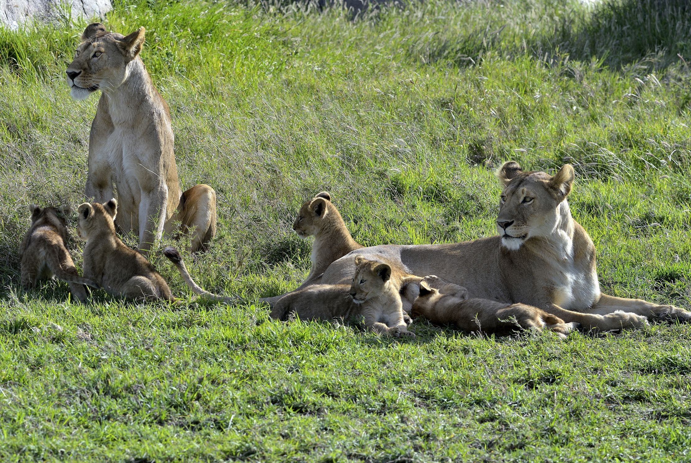 Serengeti - leonesse con cuccioli
