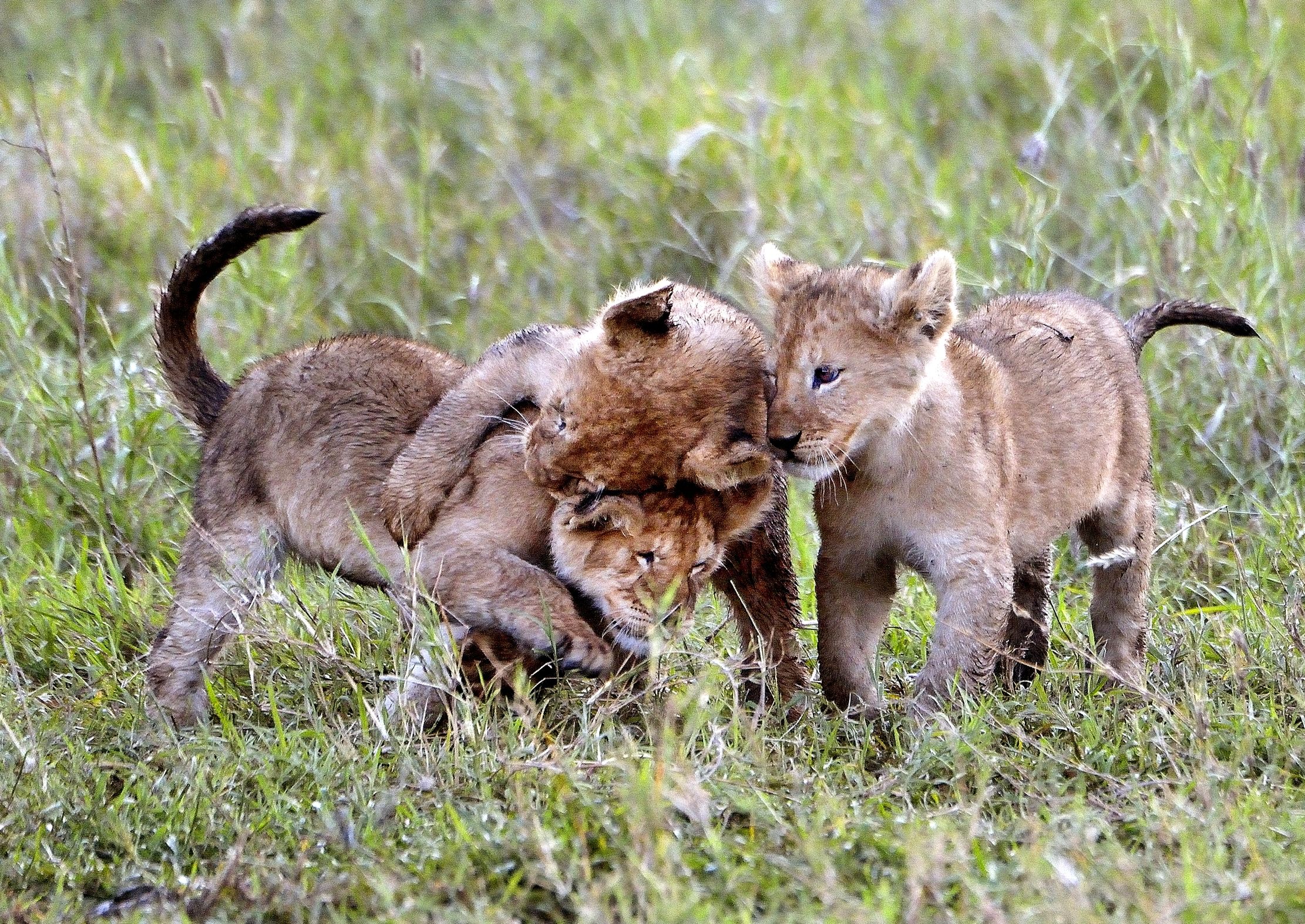 Serengeti - cuccioli di leone