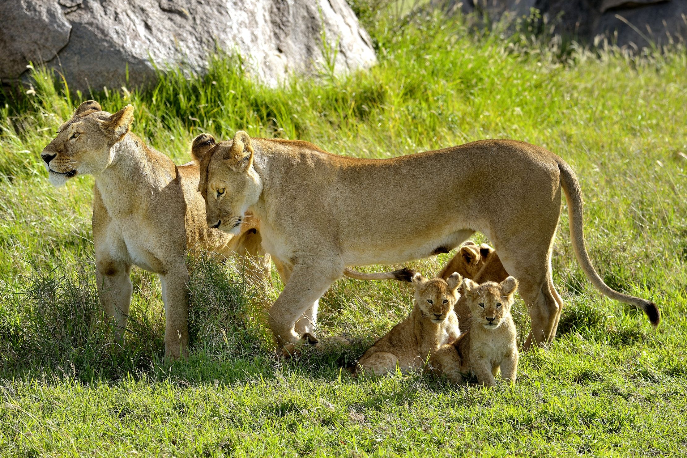 Serengeti - leonesse con cuccioli
