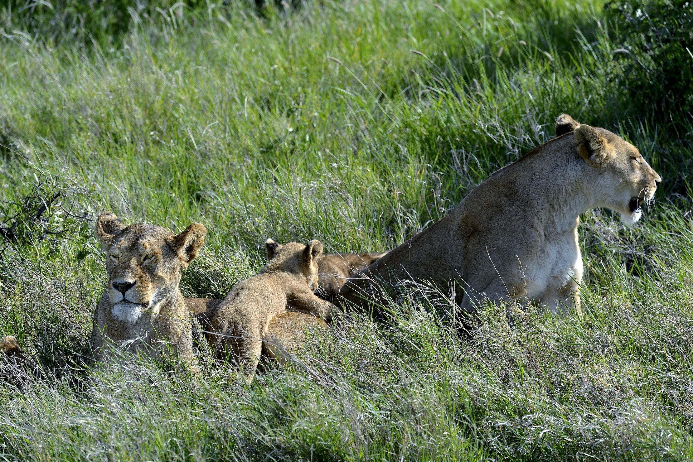 Serengeti - leonesse con cuccioli