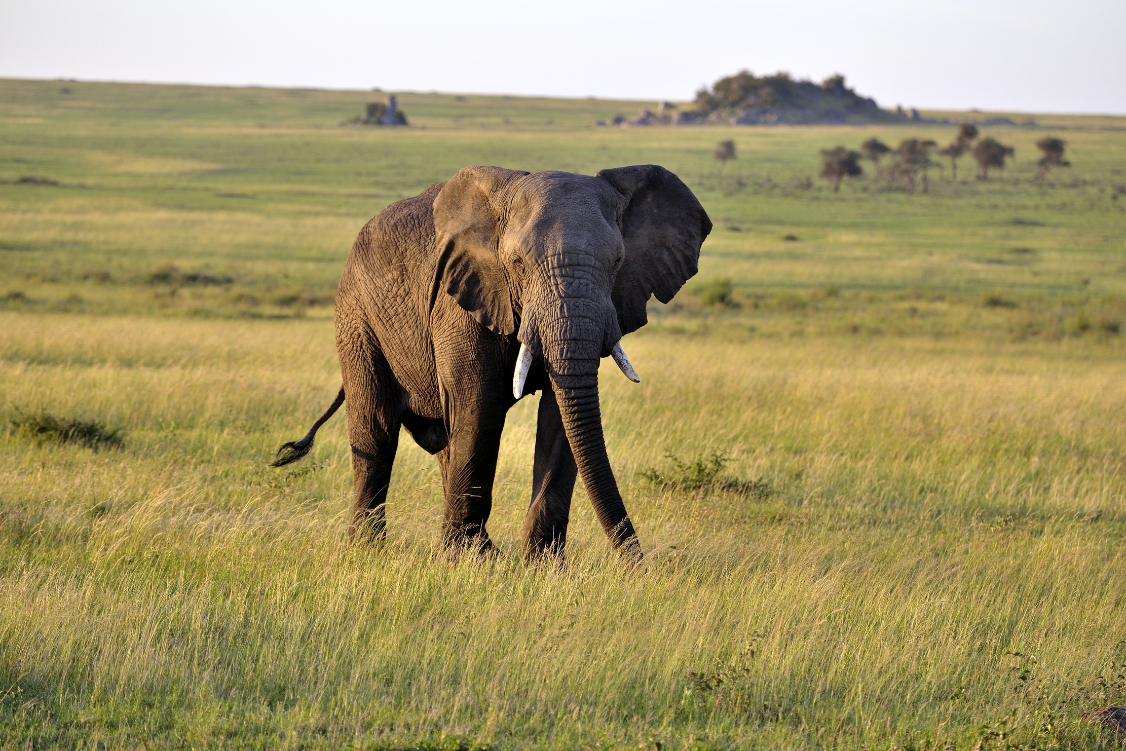 Serengeti - Elefante