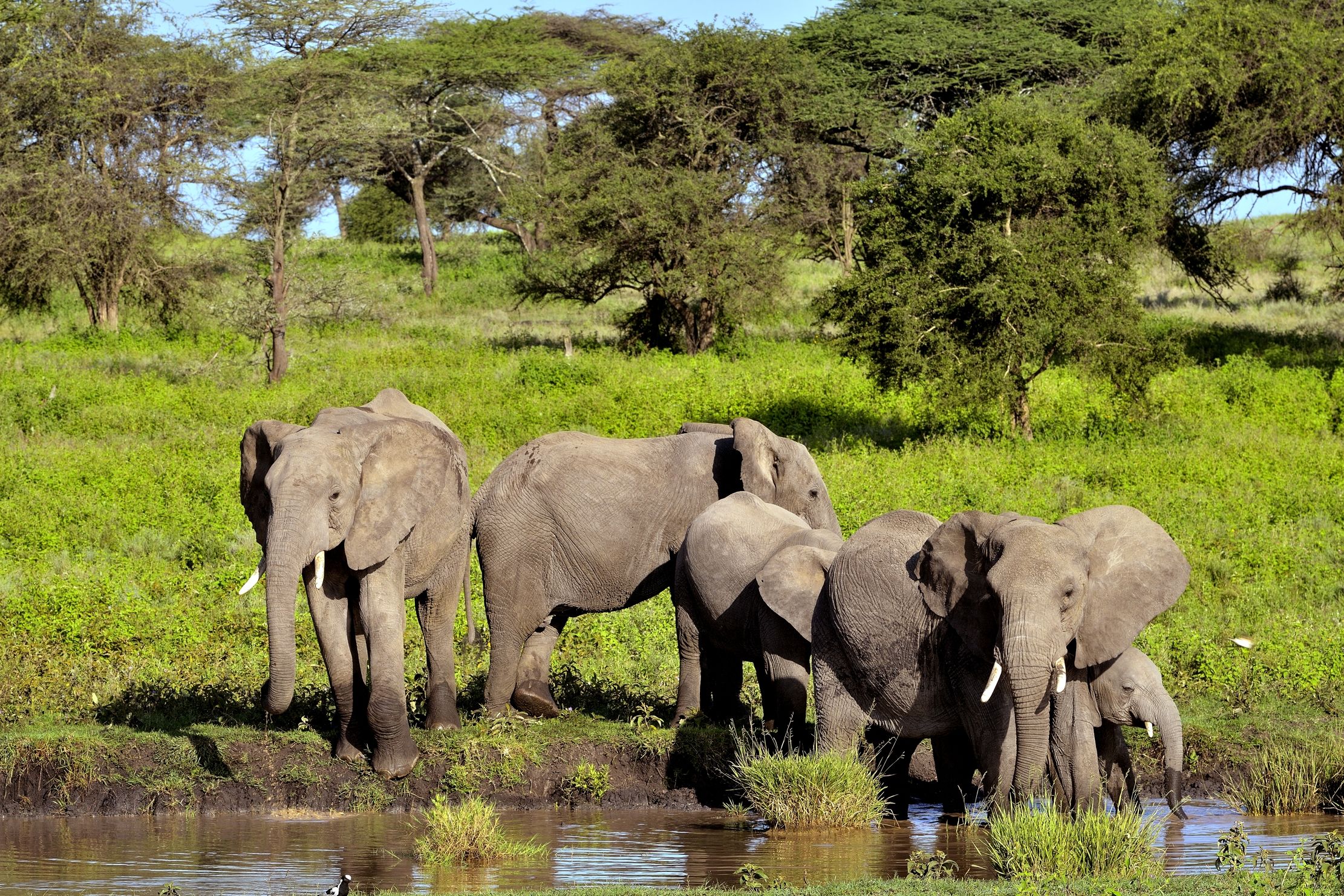 Ngorongoro Conservation Area - Elefanti