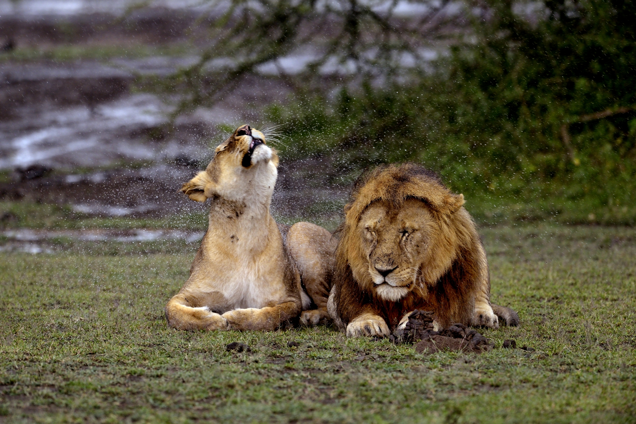 Ngorongoro Conservation Area - Leoni