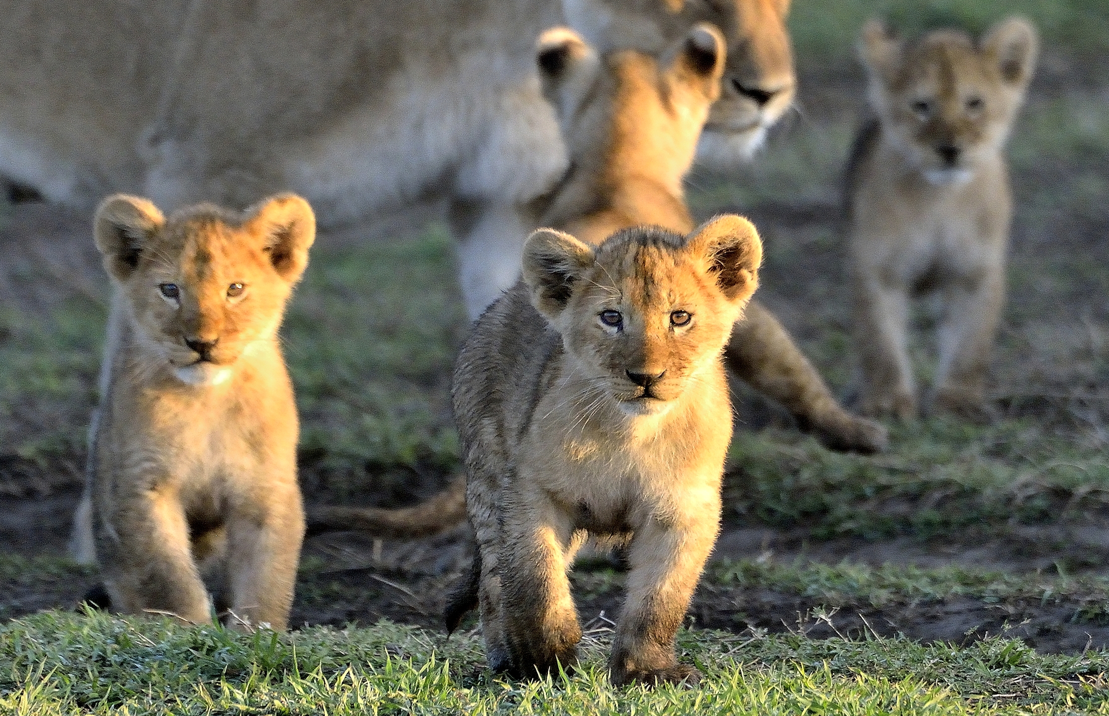 Serengeti - cuccioli