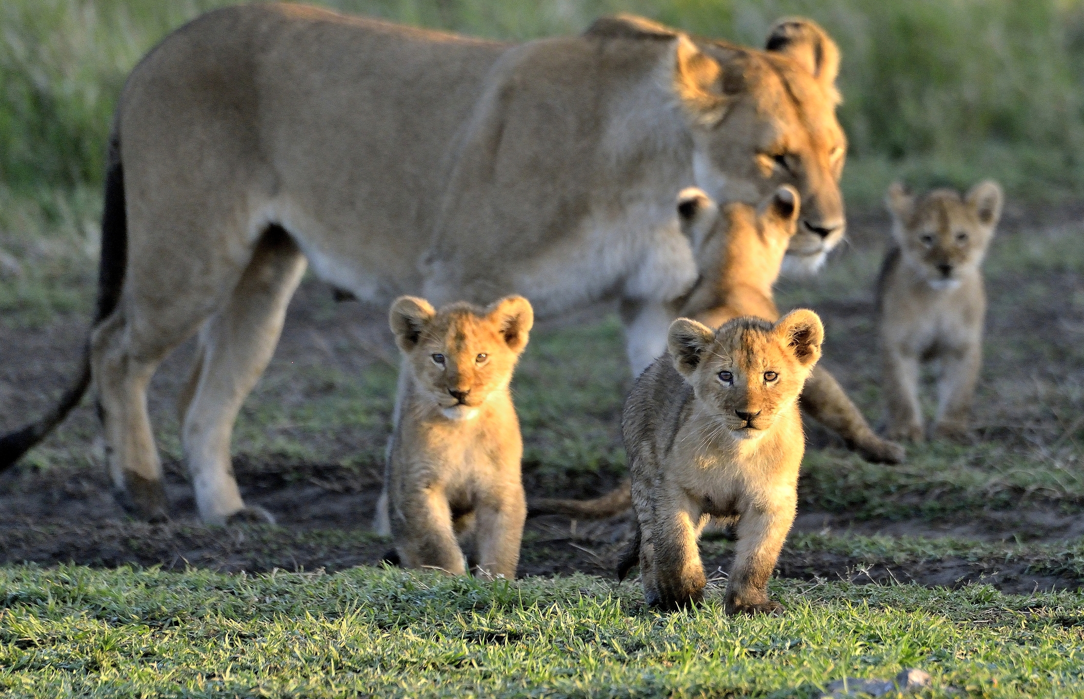 Serengeti - cuccioli di leone