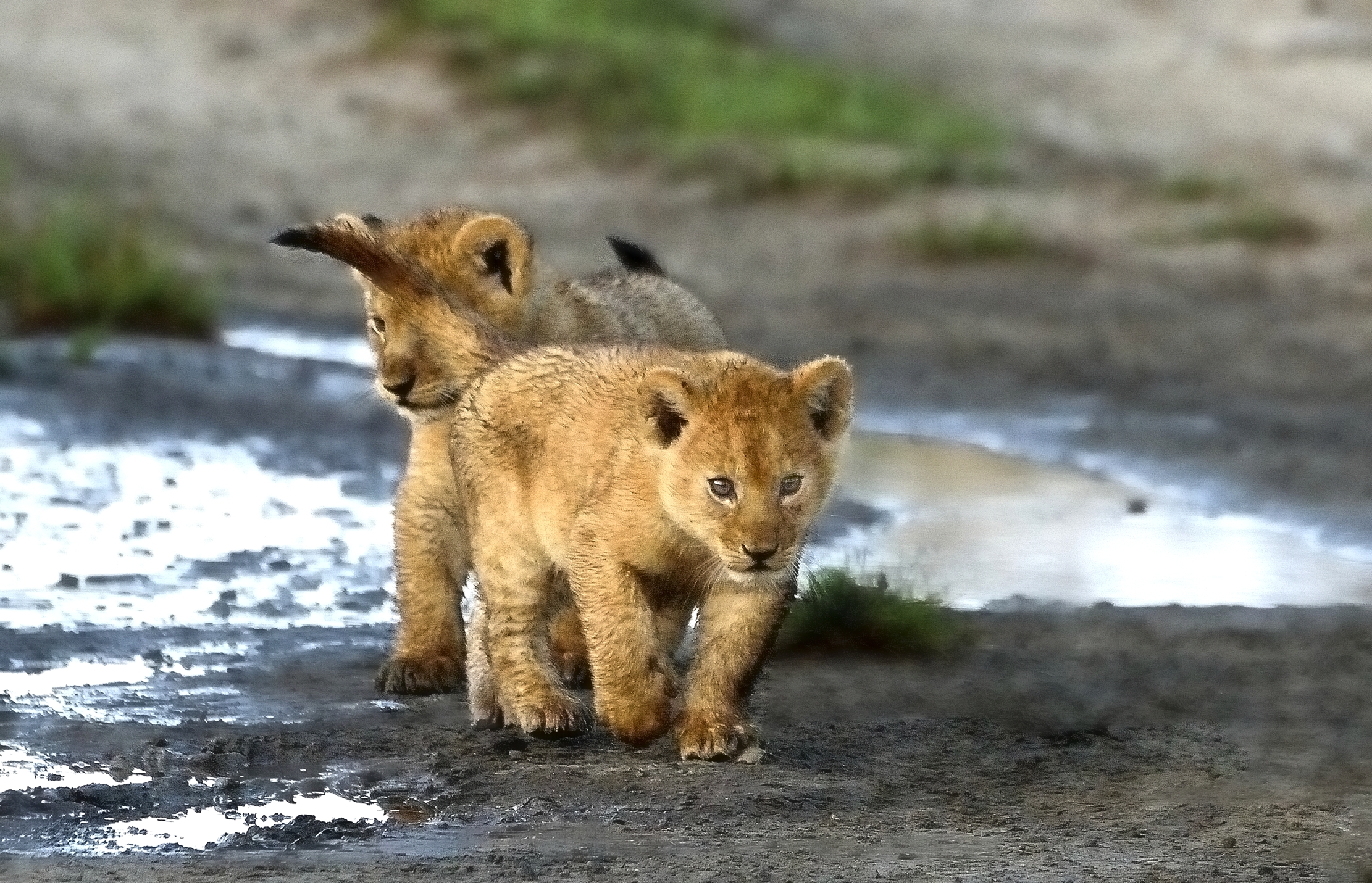 Ngorongoro Conservation Area - Cuccioli di Leoni