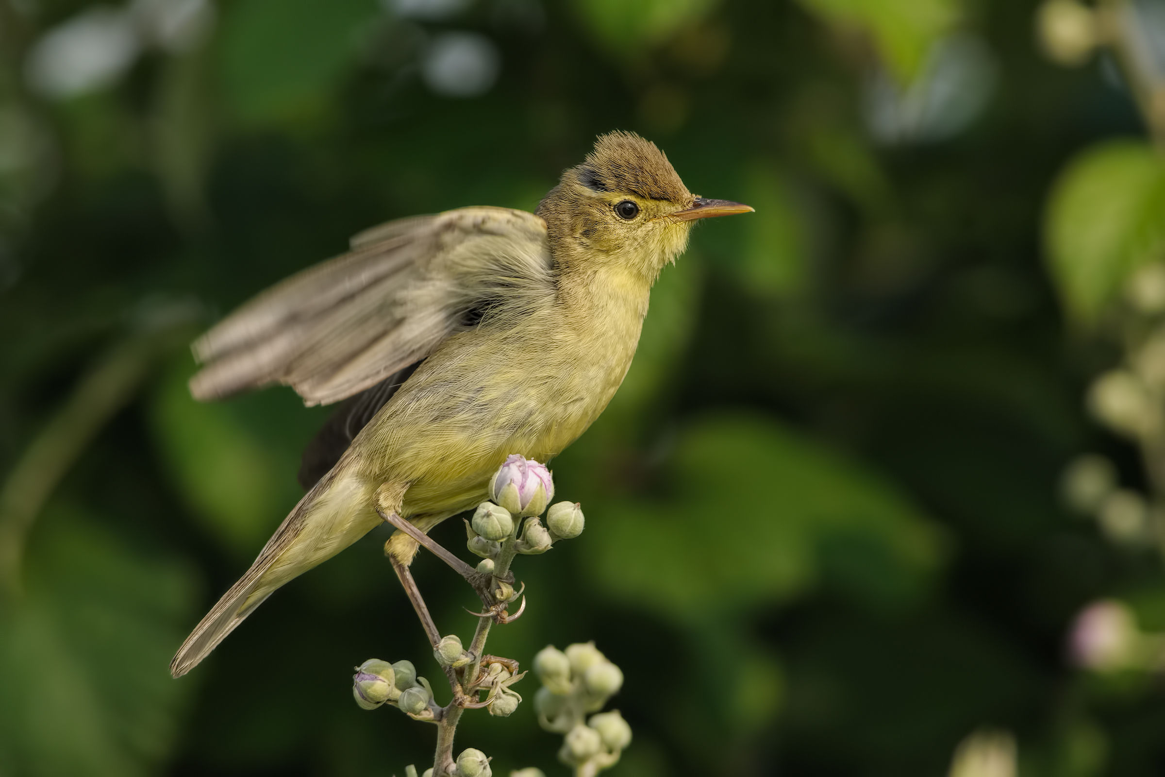 Warbler (Hippolais polyglotta)