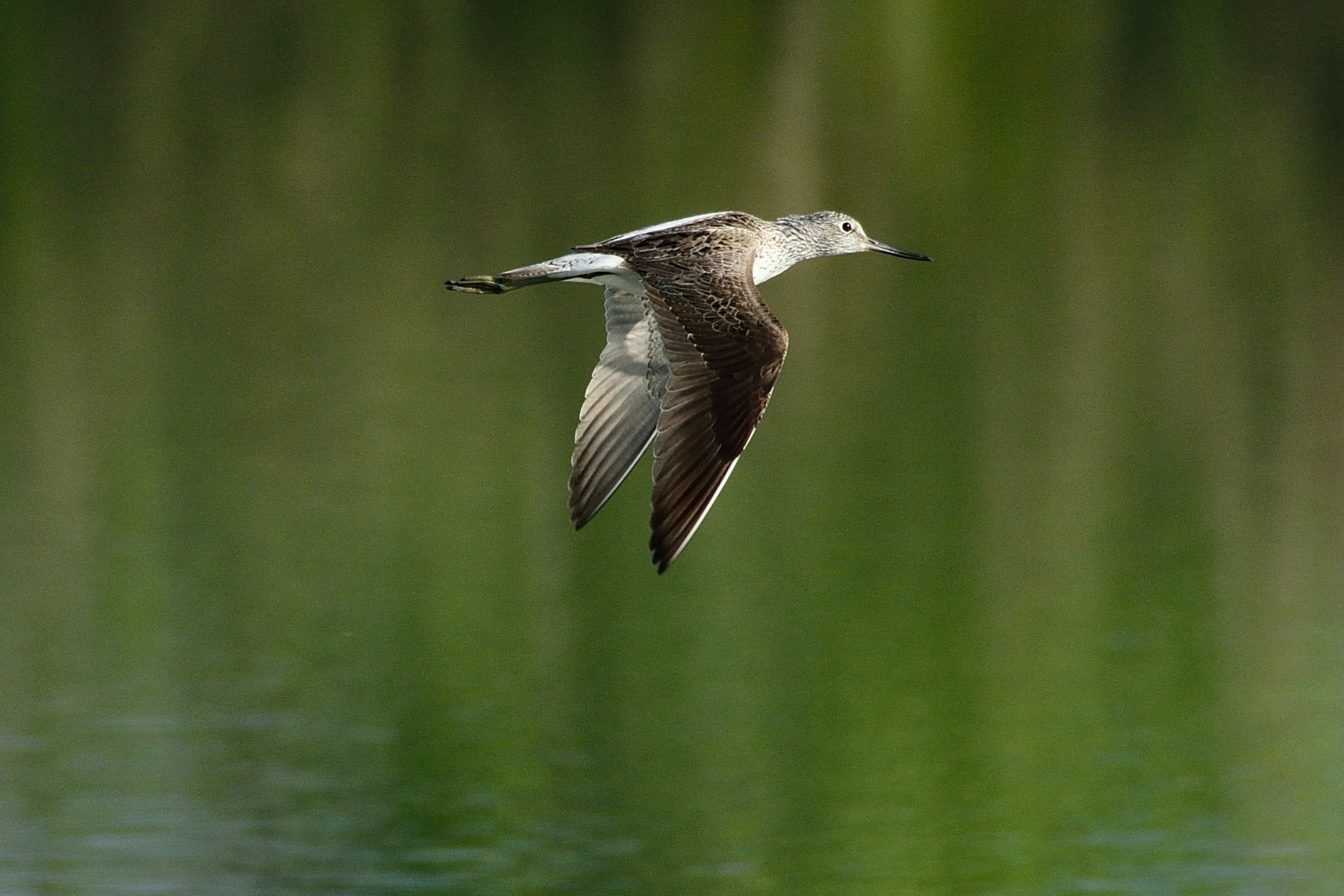 Il volo della Pantana(Tringa nebularia)
