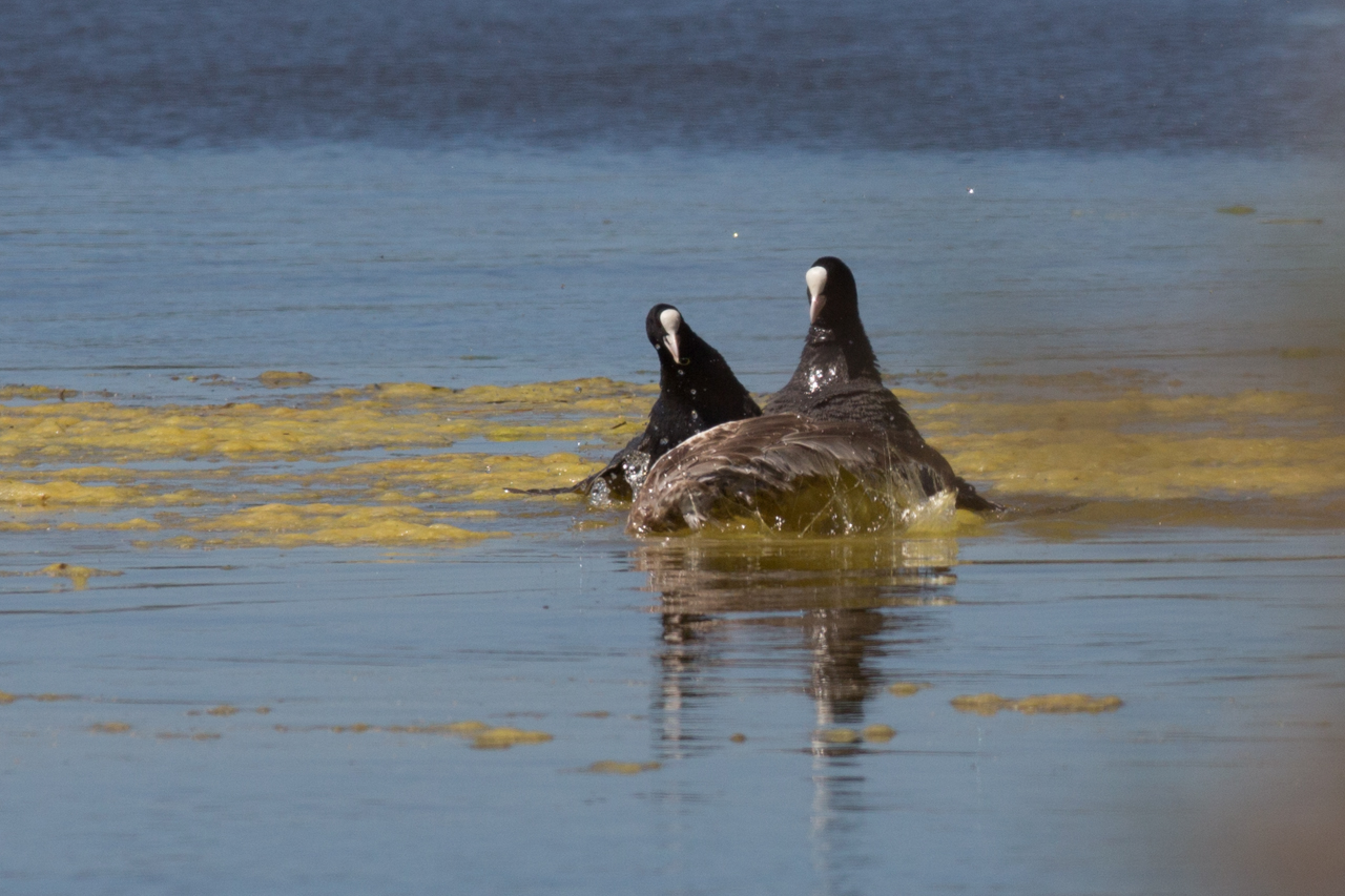 Coots vs 1 Retain gull seagull in the water