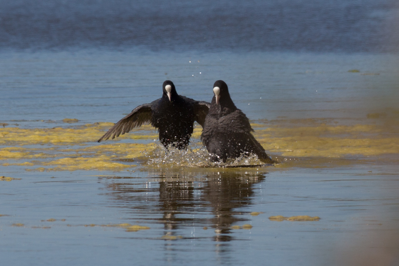 Coots vs seagull 2 ??- One of them pushes him under