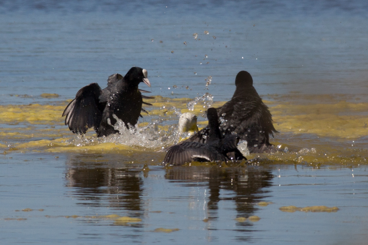 Coots vs seagull 3 - Attack in three