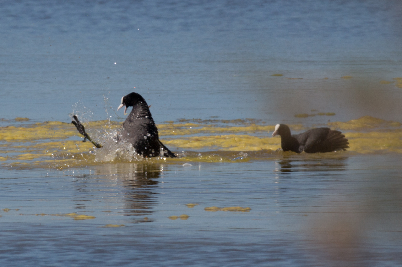 Coots vs seagull 6 - Storm of kicks