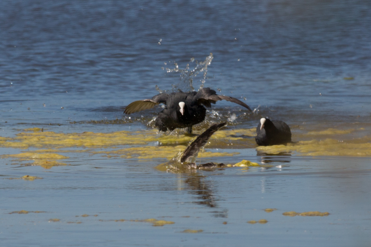 Coots vs seagull 7 - Last hits