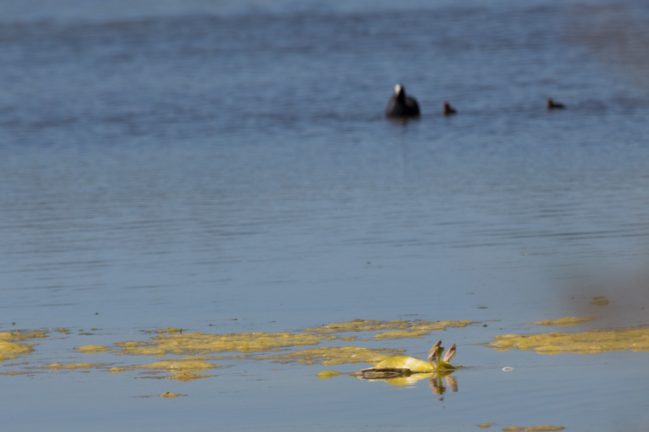 Coots vs 8 seagull - Seagull dead