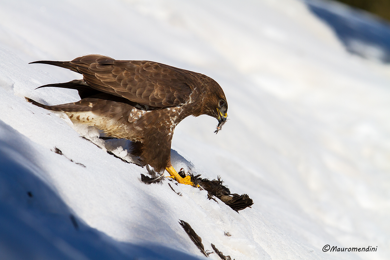 La nocciolaia non fa più chiasso