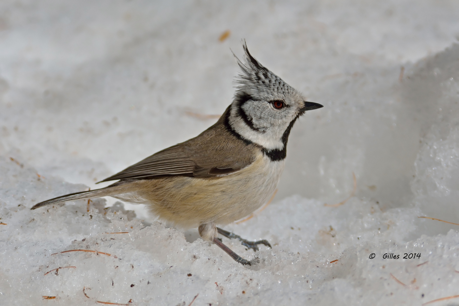 Cincia dal ciuffo (Parus cristatus)