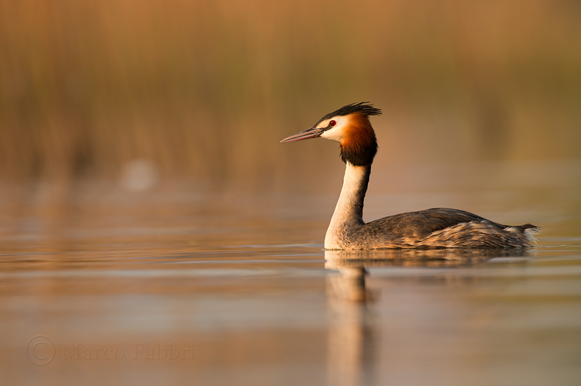 Great Crested Grebe