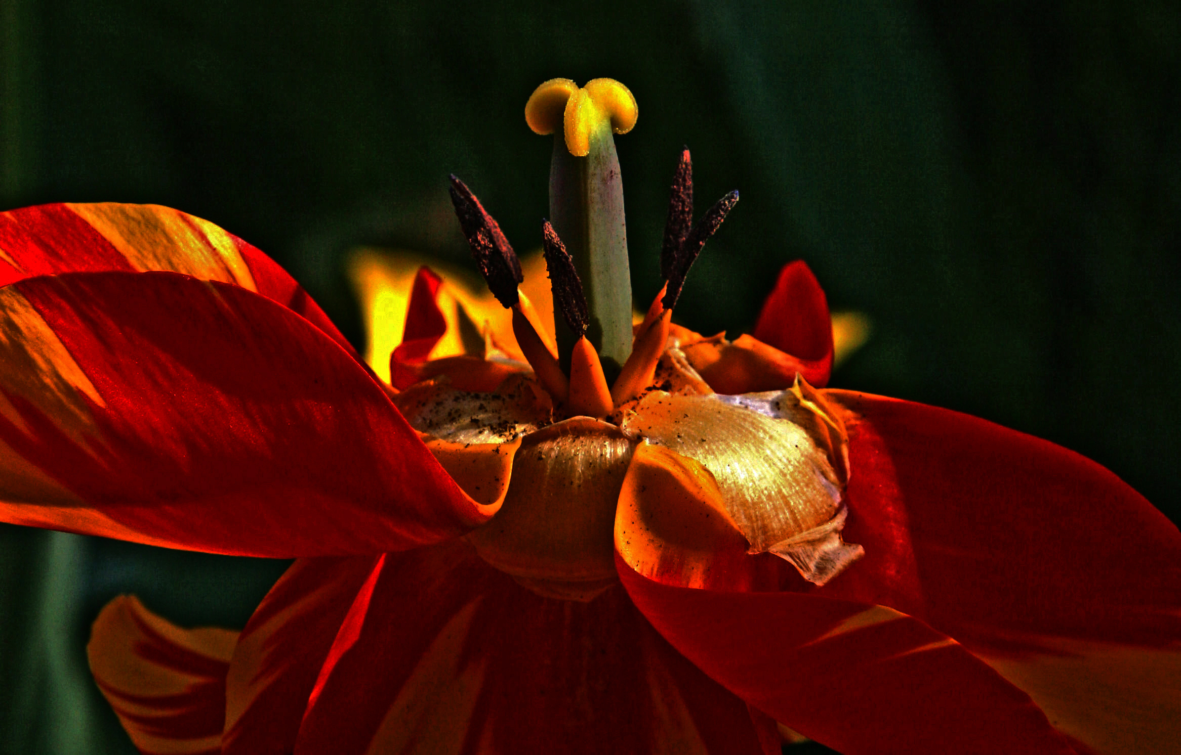 Tulipano la mia Copertina