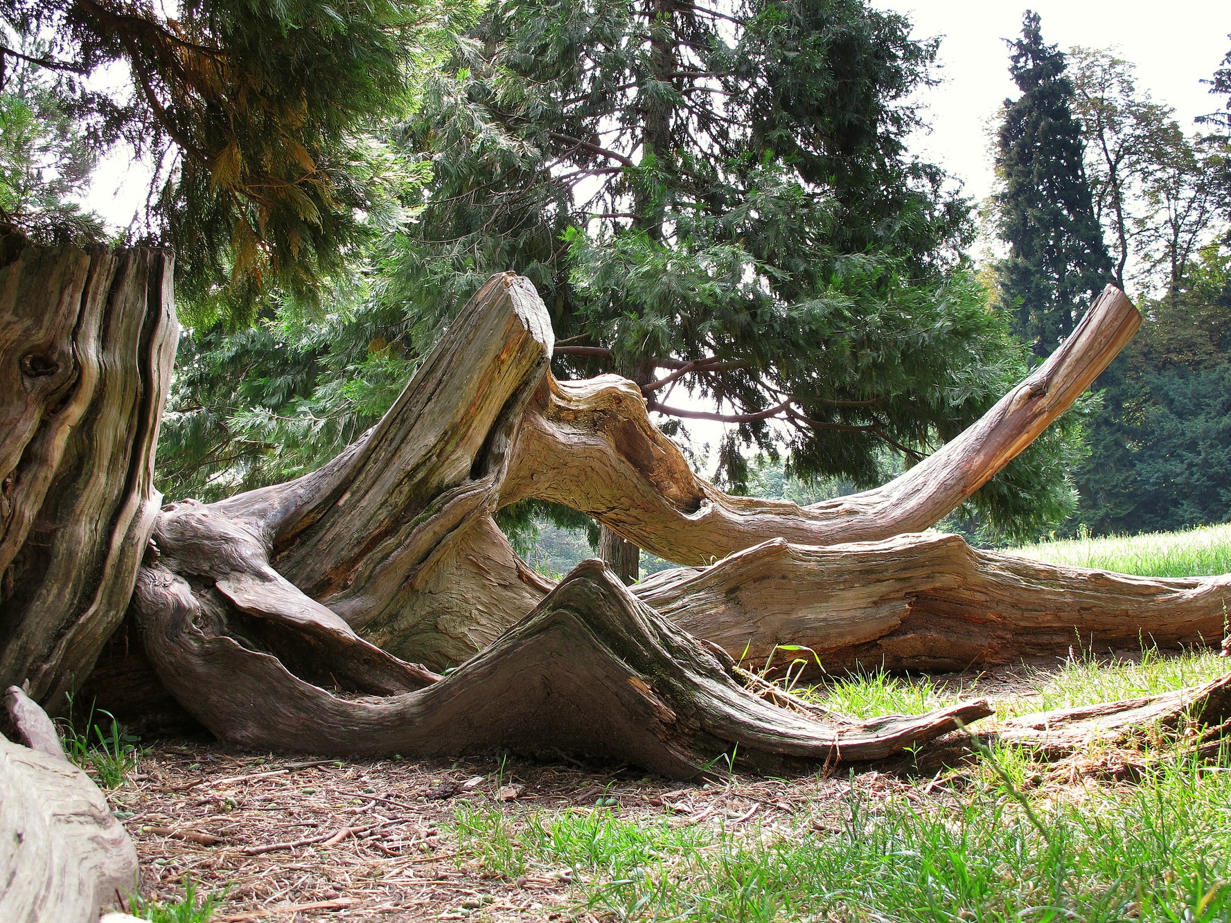 Wooden sculptures park of Monza .....