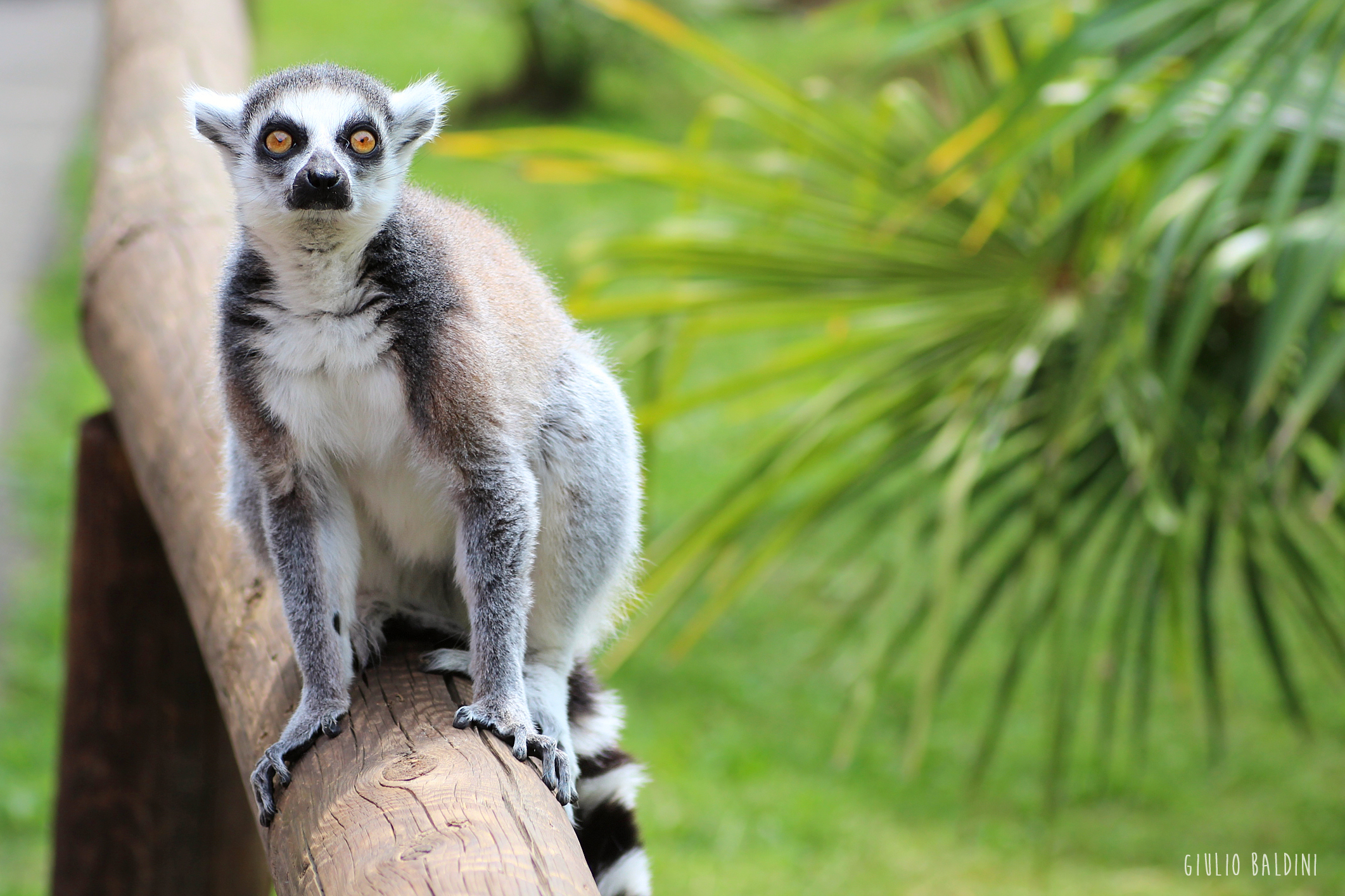King Julien