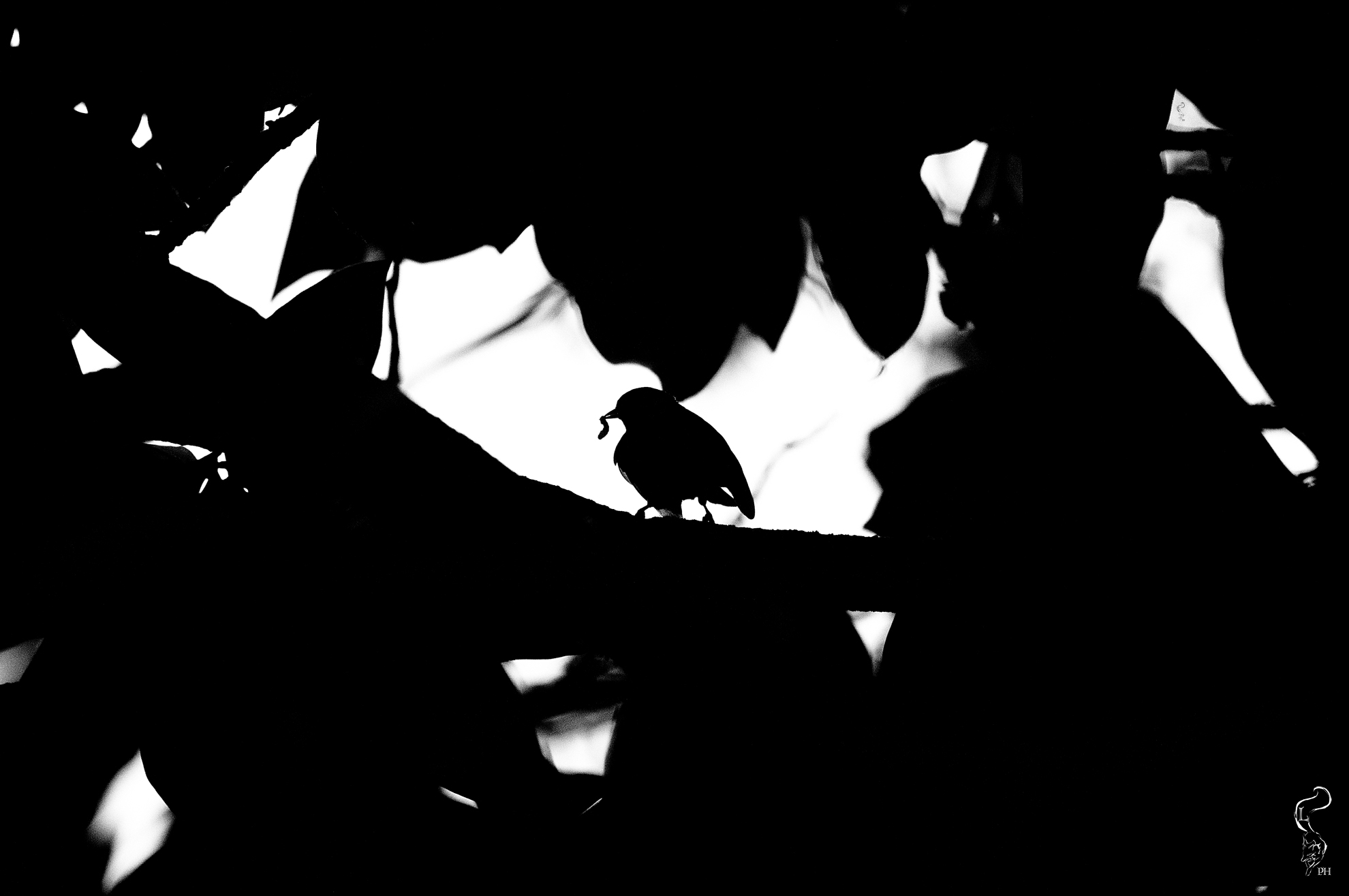 un assassino tra le fronde