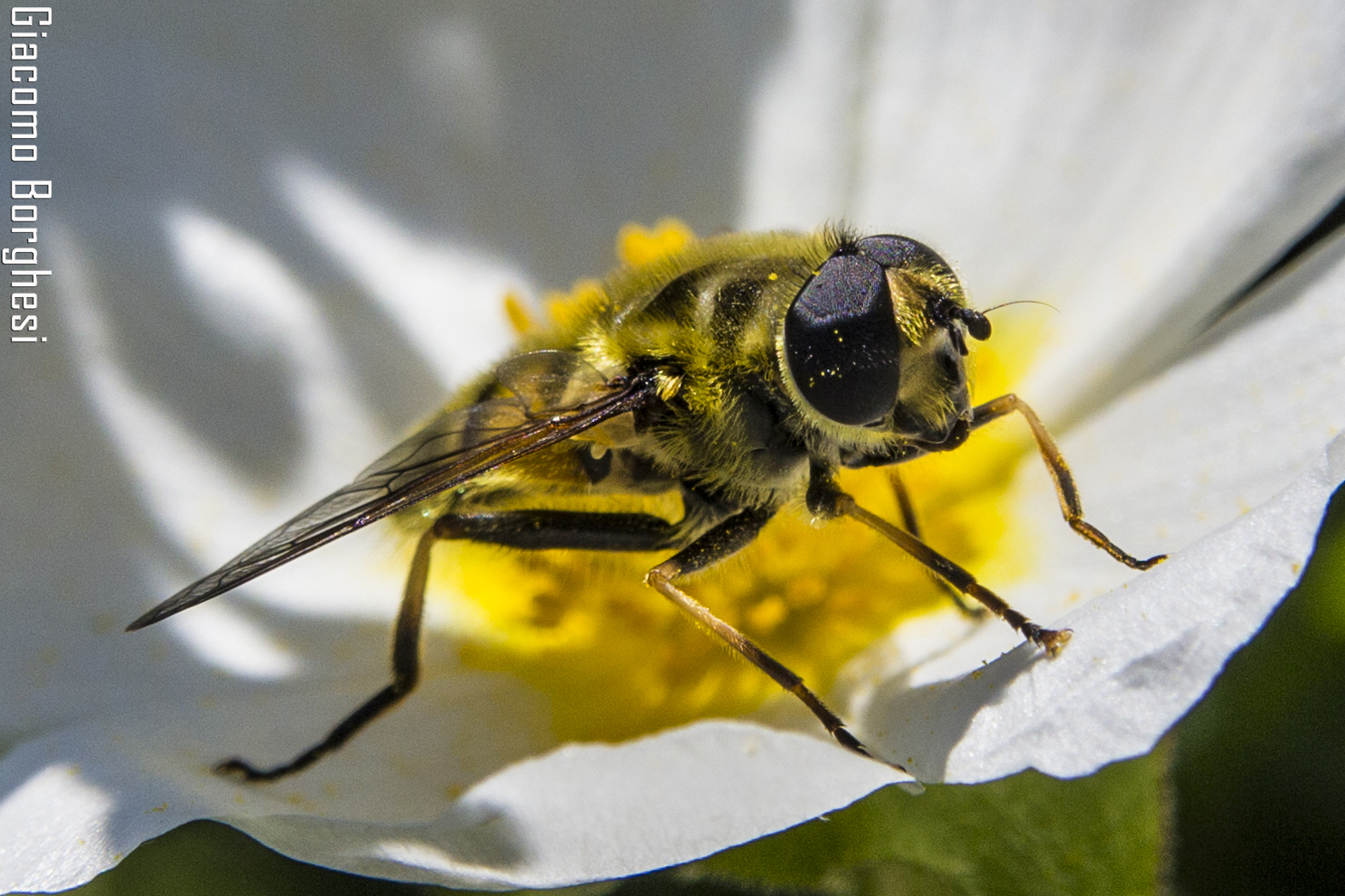 Bee