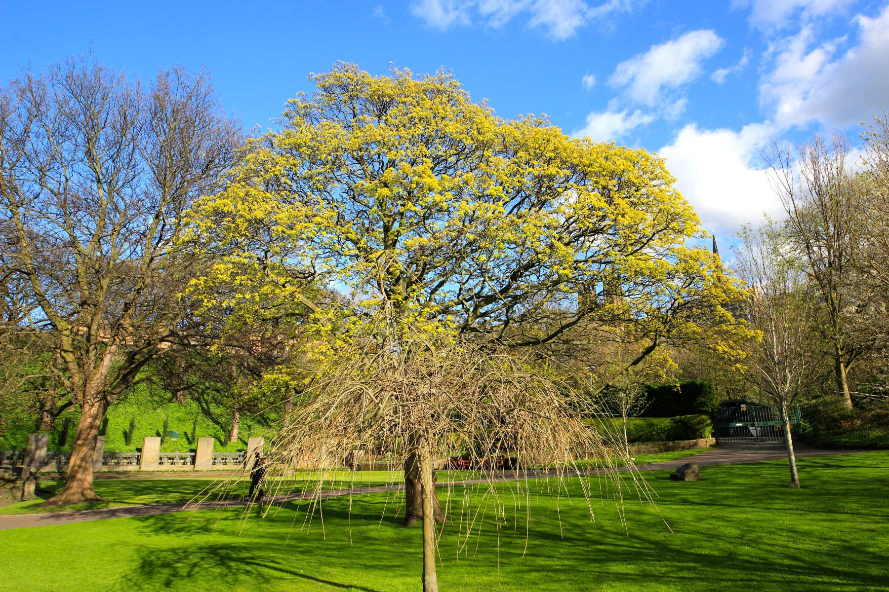 Princes Street Gardens