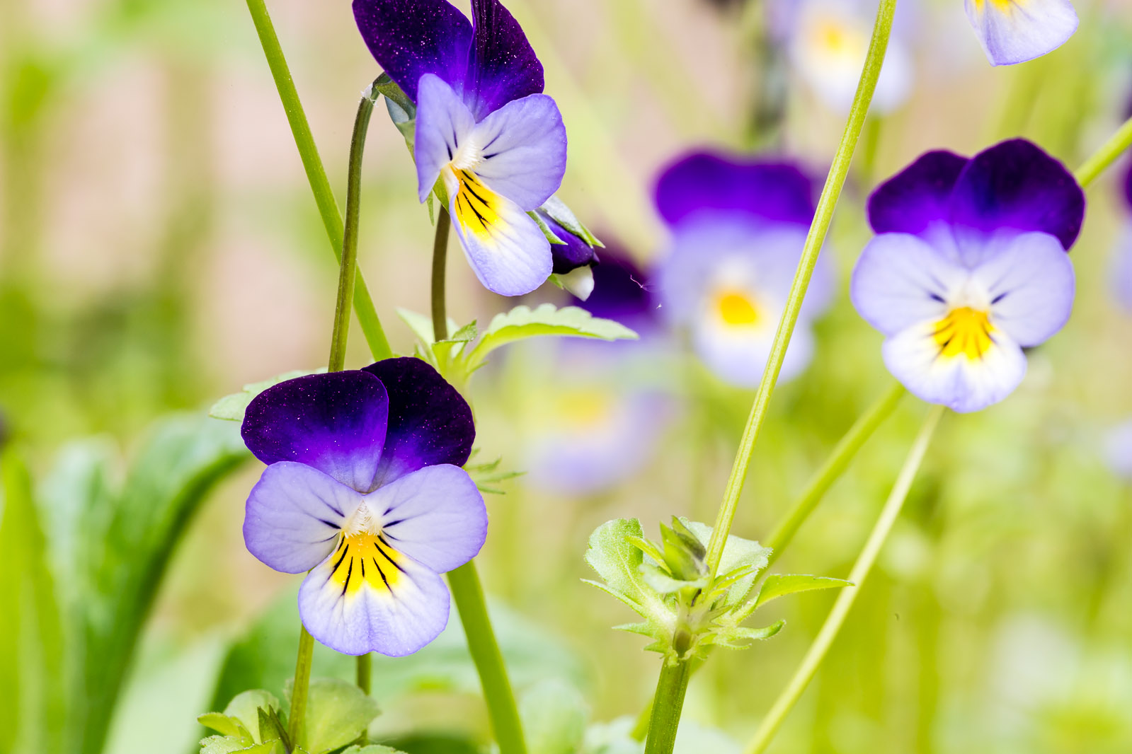 Flowers in the garden