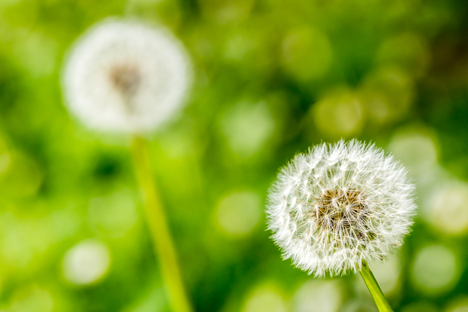 Soffioni in giardino