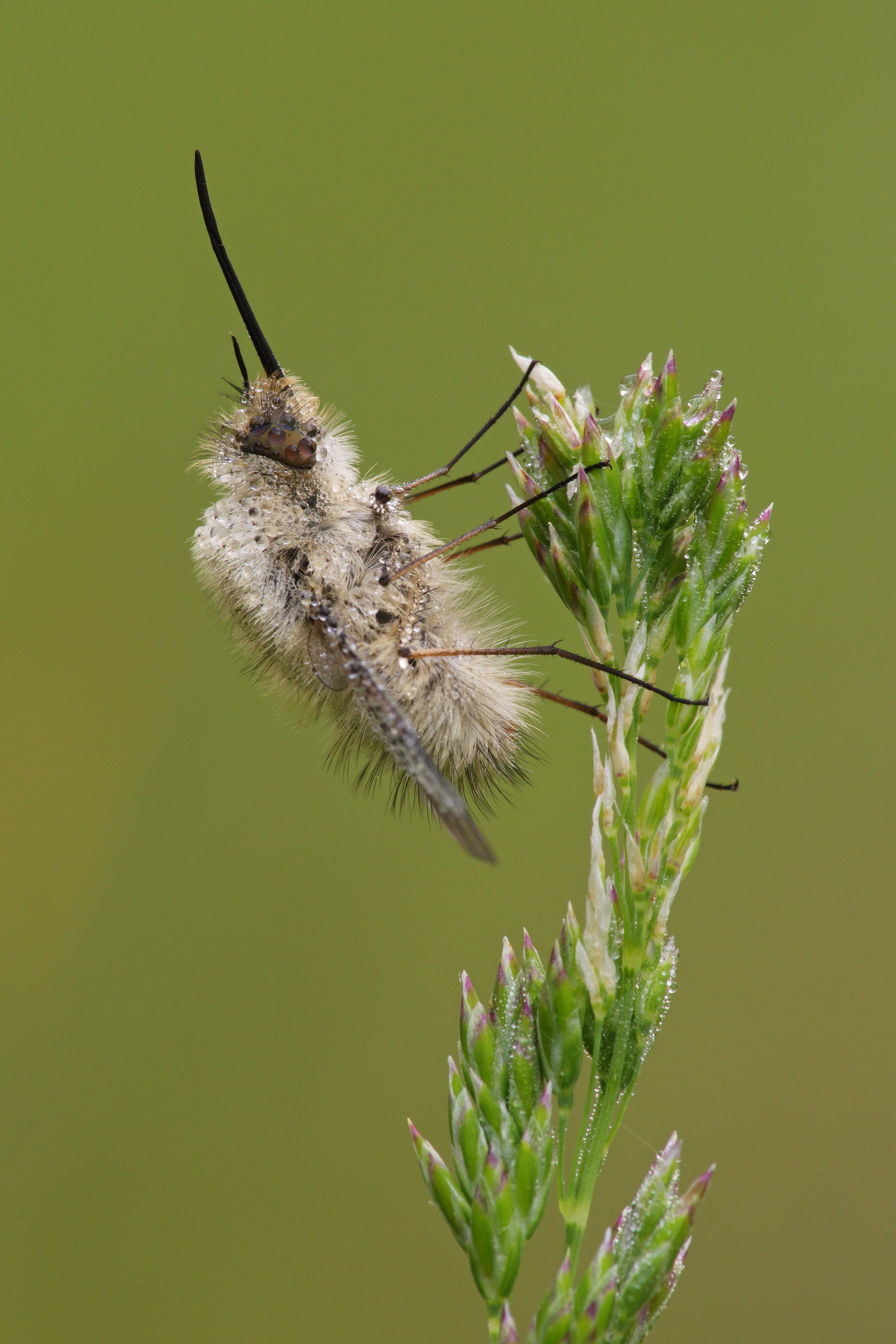 Bombylidae