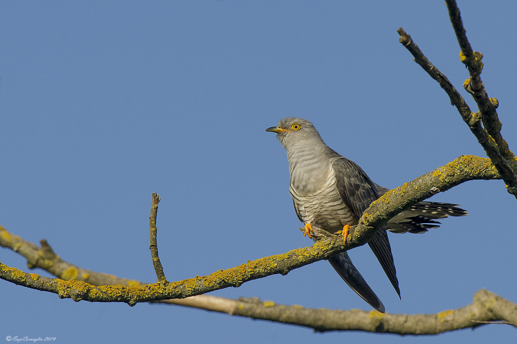Cuckoo