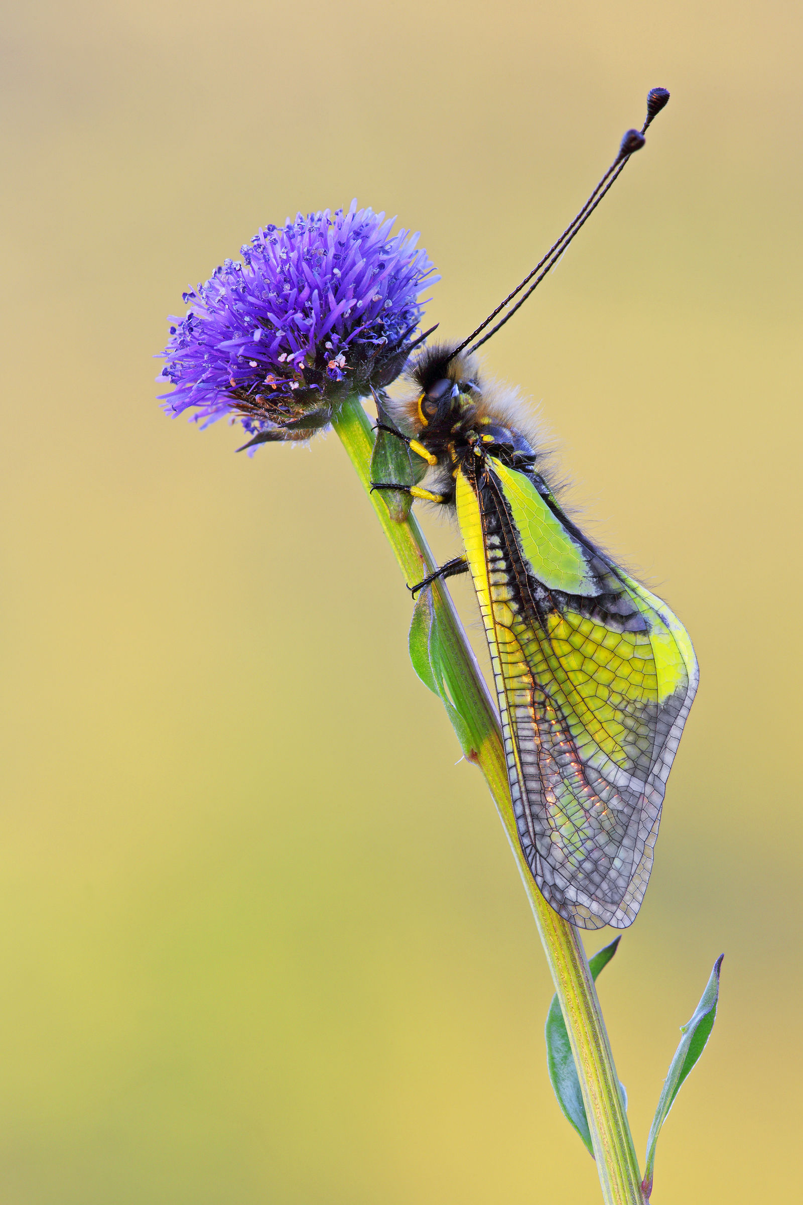 Libelloides coccajus