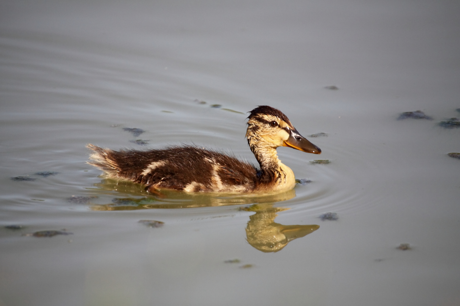 female mallard