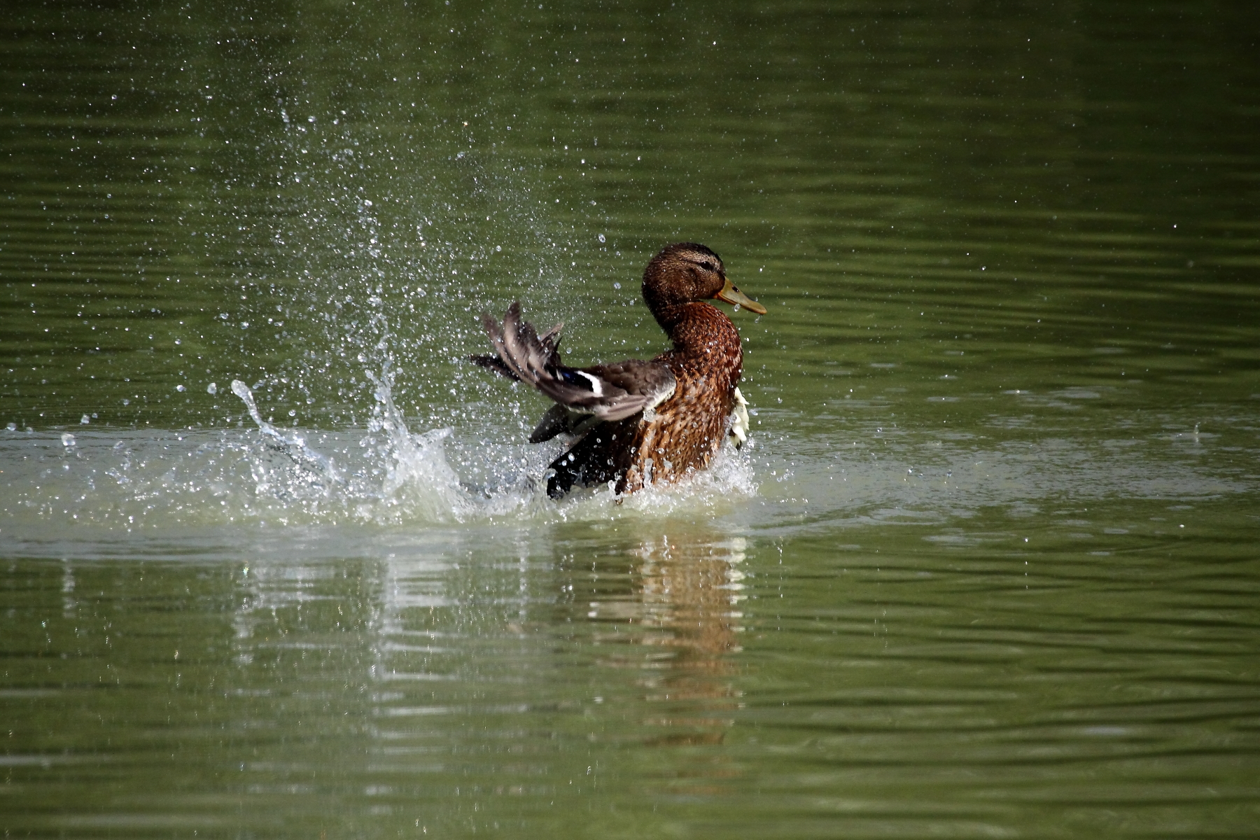 female mallard