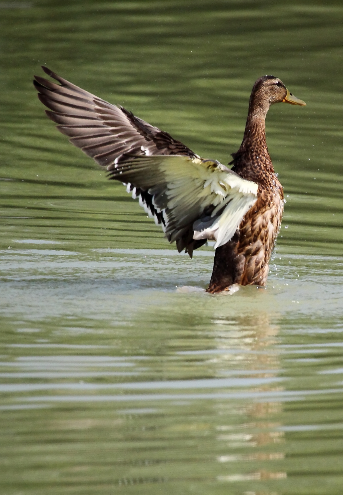 female mallard