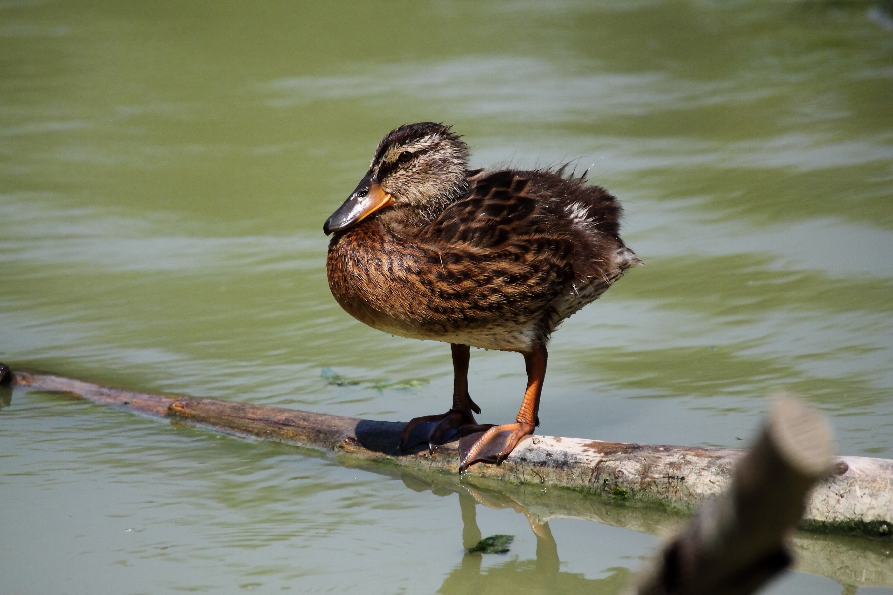 female mallard