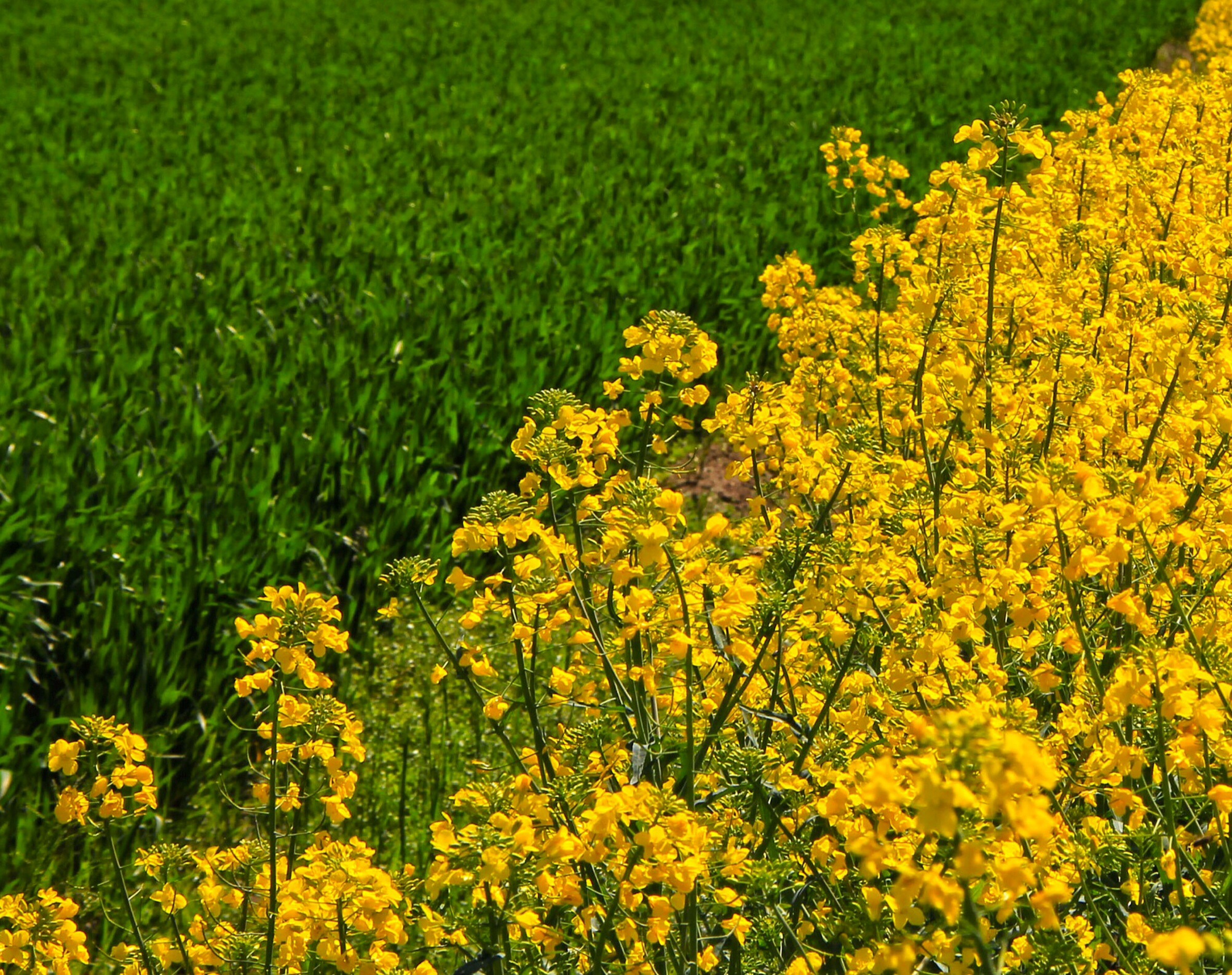 Contrasto in diagonale