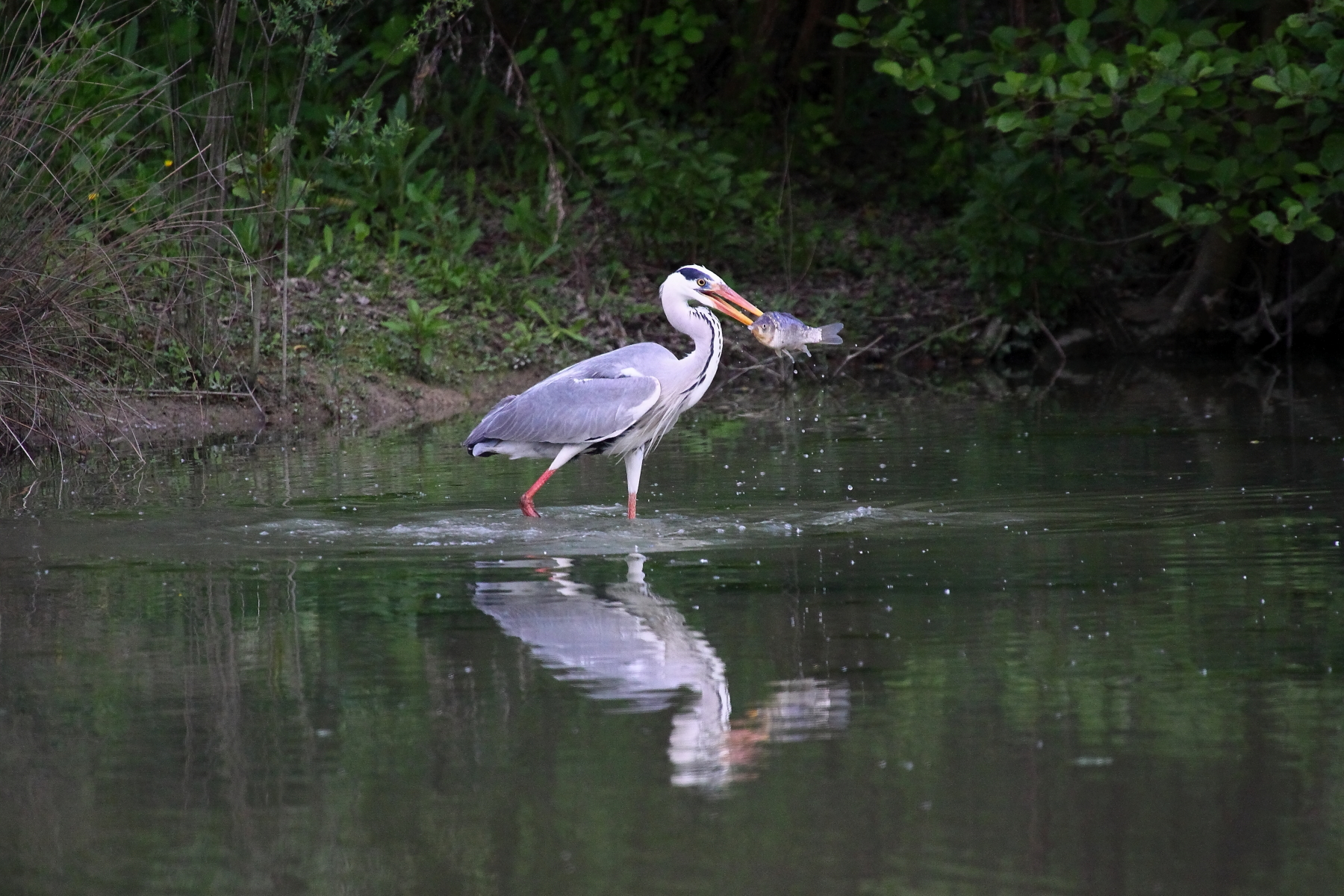airone cenerino pesca