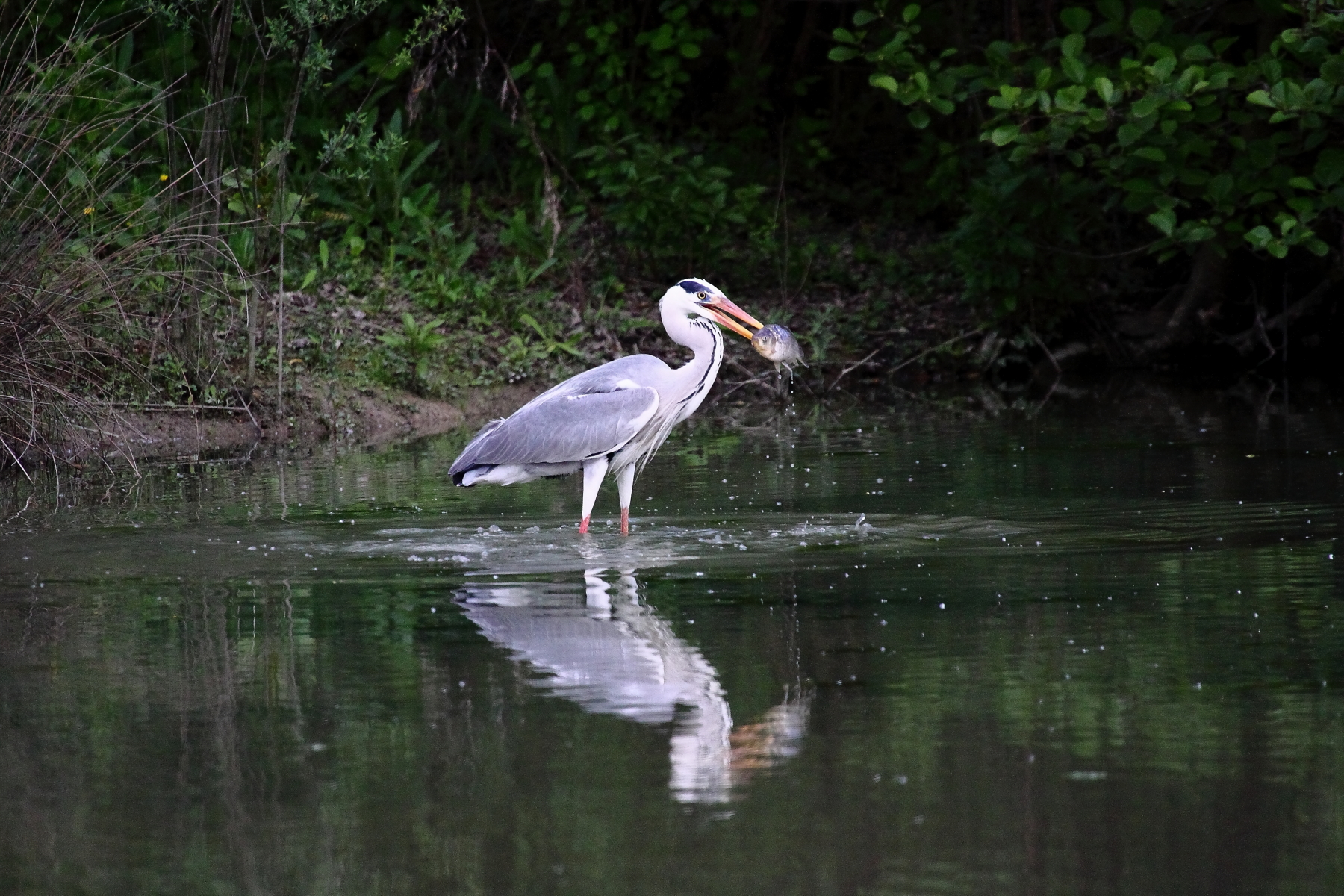 airone cenerino pesca