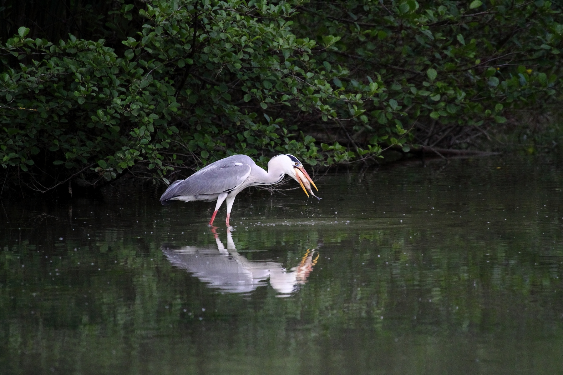 airone cenerino pesca