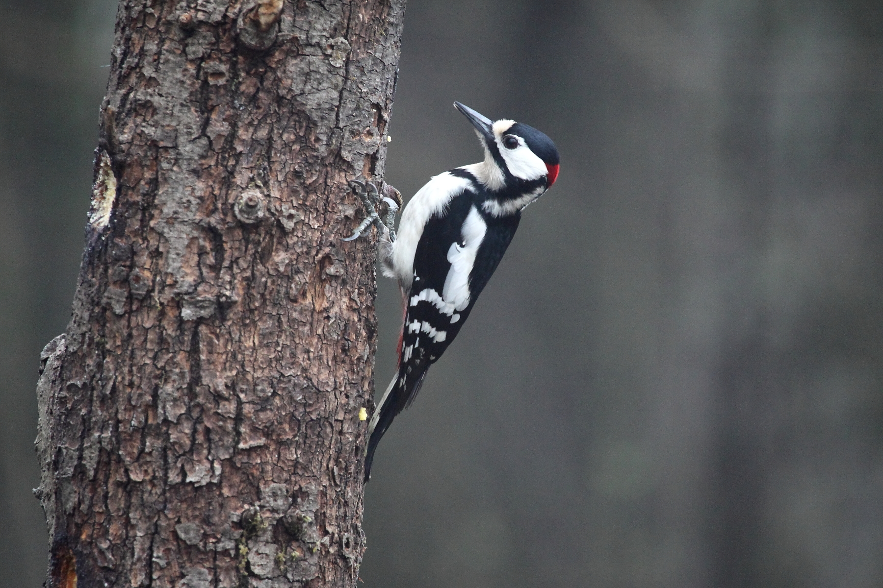 picchio rosso maschio