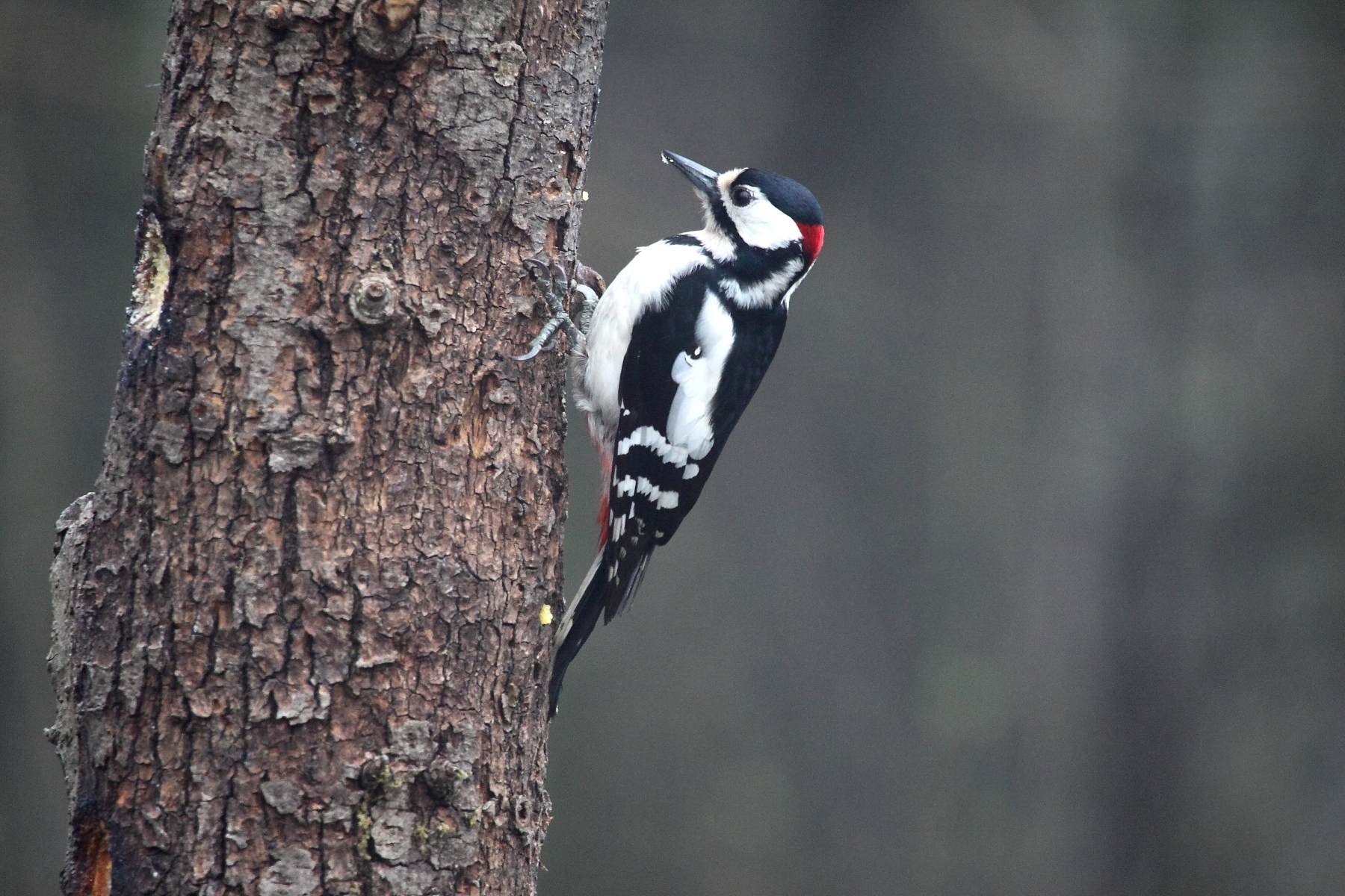 picchio rosso maschio